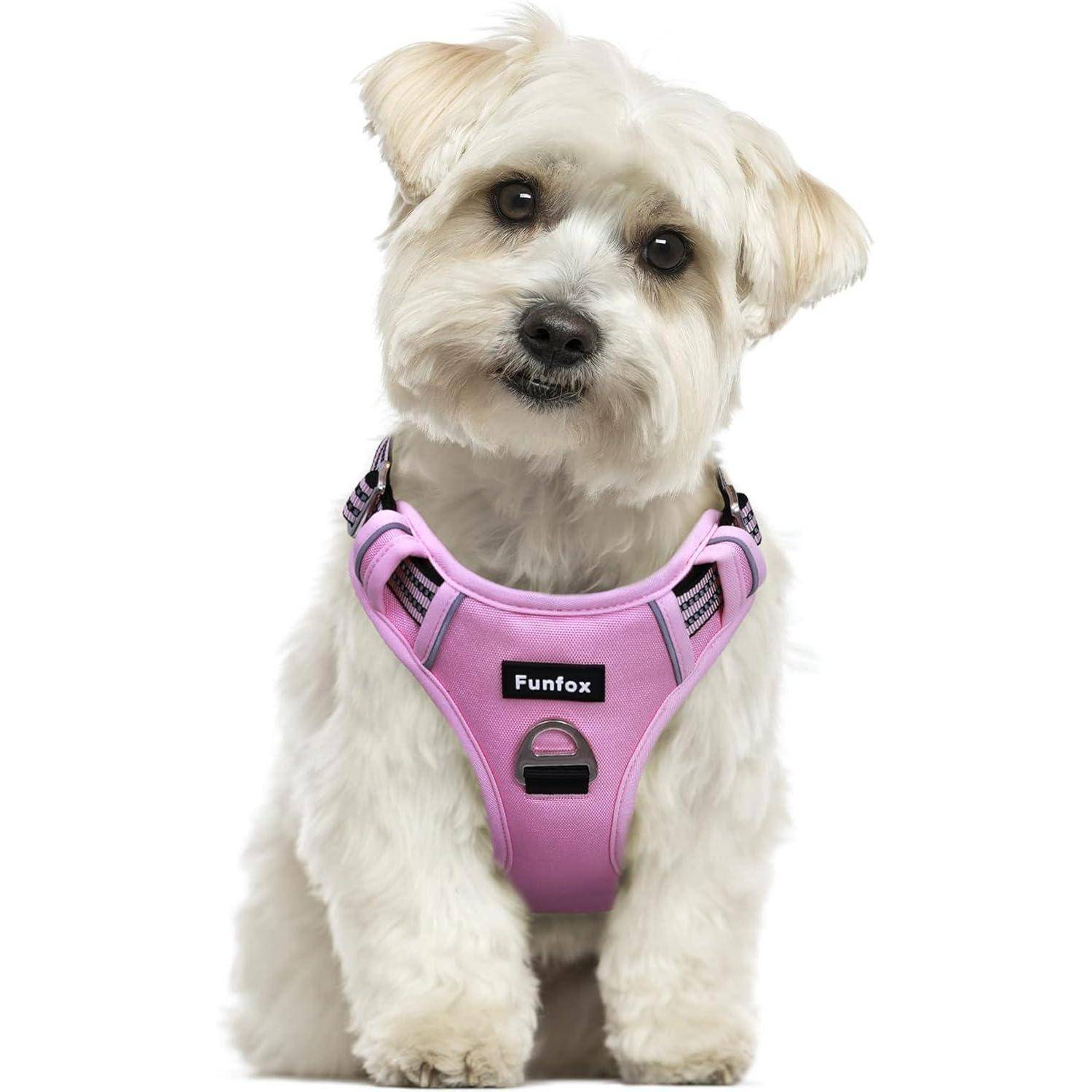 Ein kleiner weißer Hund, der ein rosa Geschirr mit der Aufschrift Funfox trägt, sitzt und schaut in Richtung Kamera.