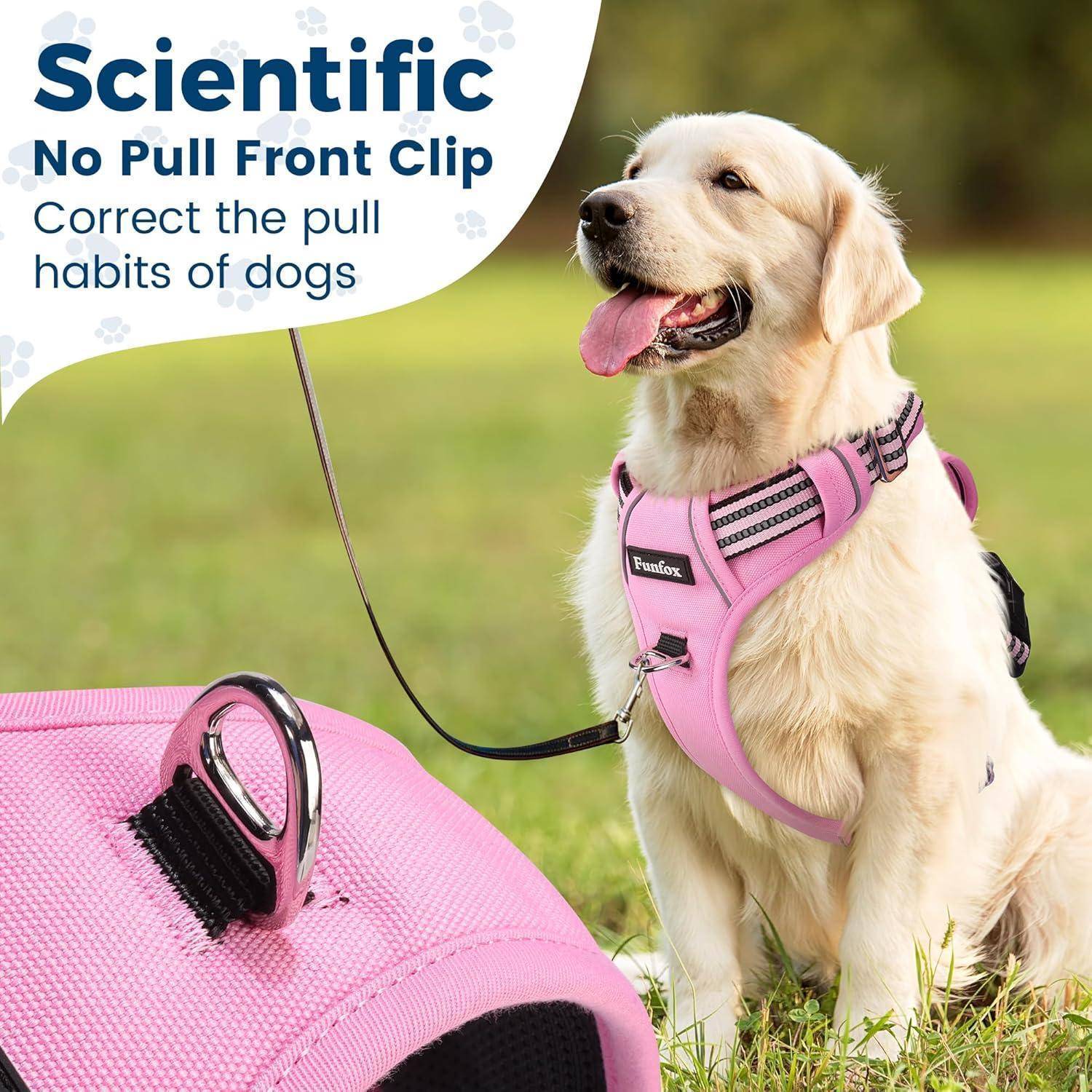 Ein Golden Retriever trägt ein rosa Geschirr mit der Aufschrift „Foxlox
