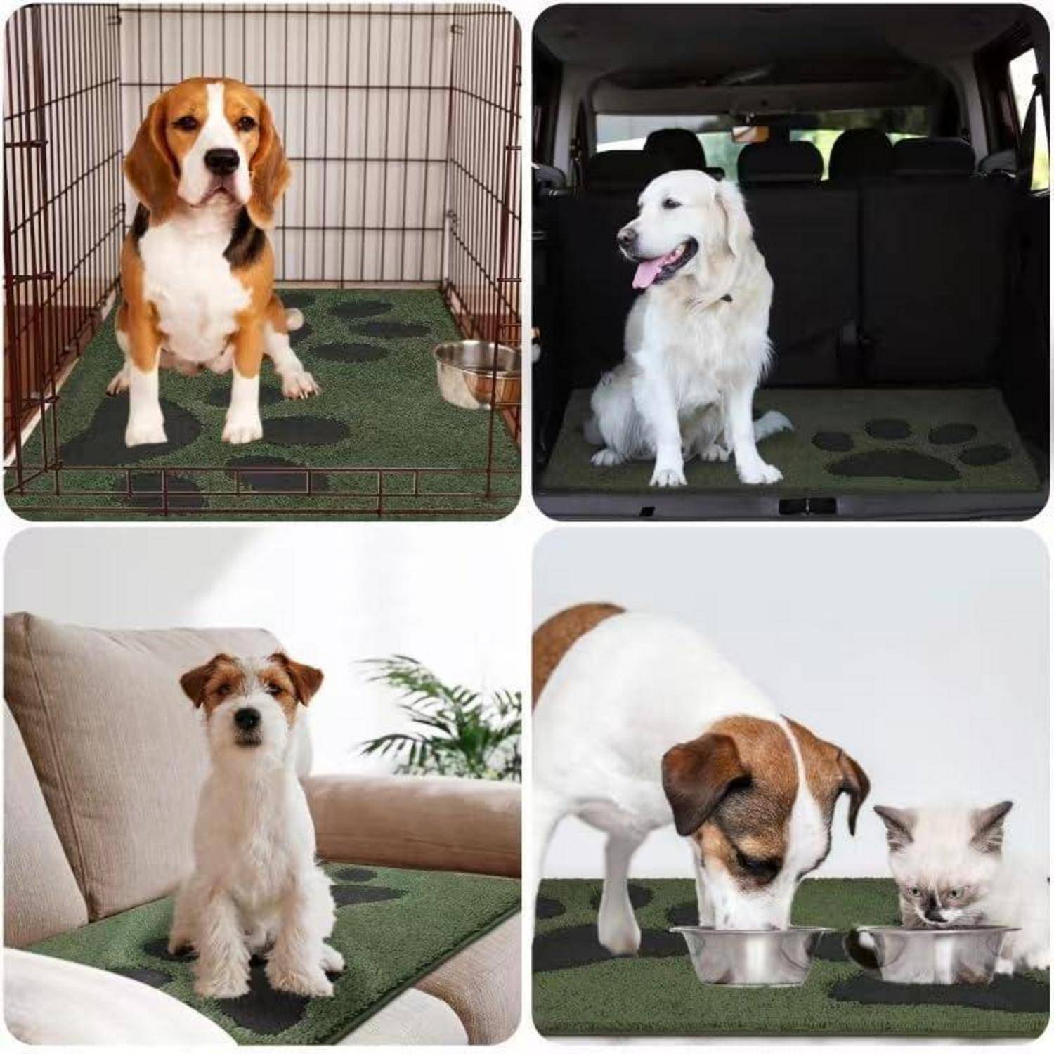 Vier Bilder von Hunden und einer Katze in verschiedenen Situationen: ein Beagle in einem Transportkorb, ein weißer Hund in einem Auto, ein kleiner Hund auf einem Sofa und ein Hund mit einer Katze beim Essen.