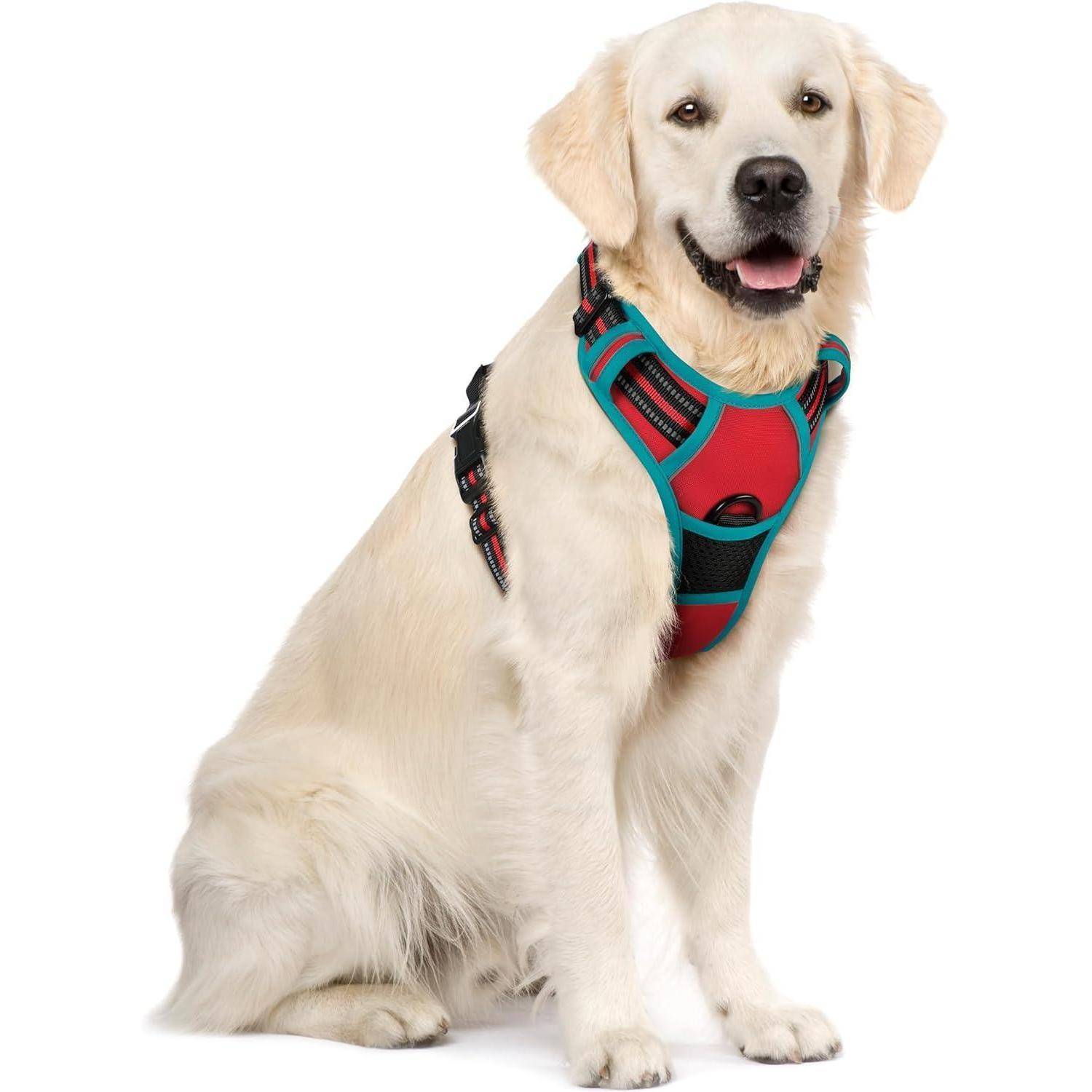 Ein Golden Retriever sitzt mit einem rot-petrolblauen Geschirr und blickt mit ruhigem Gesichtsausdruck geradeaus.