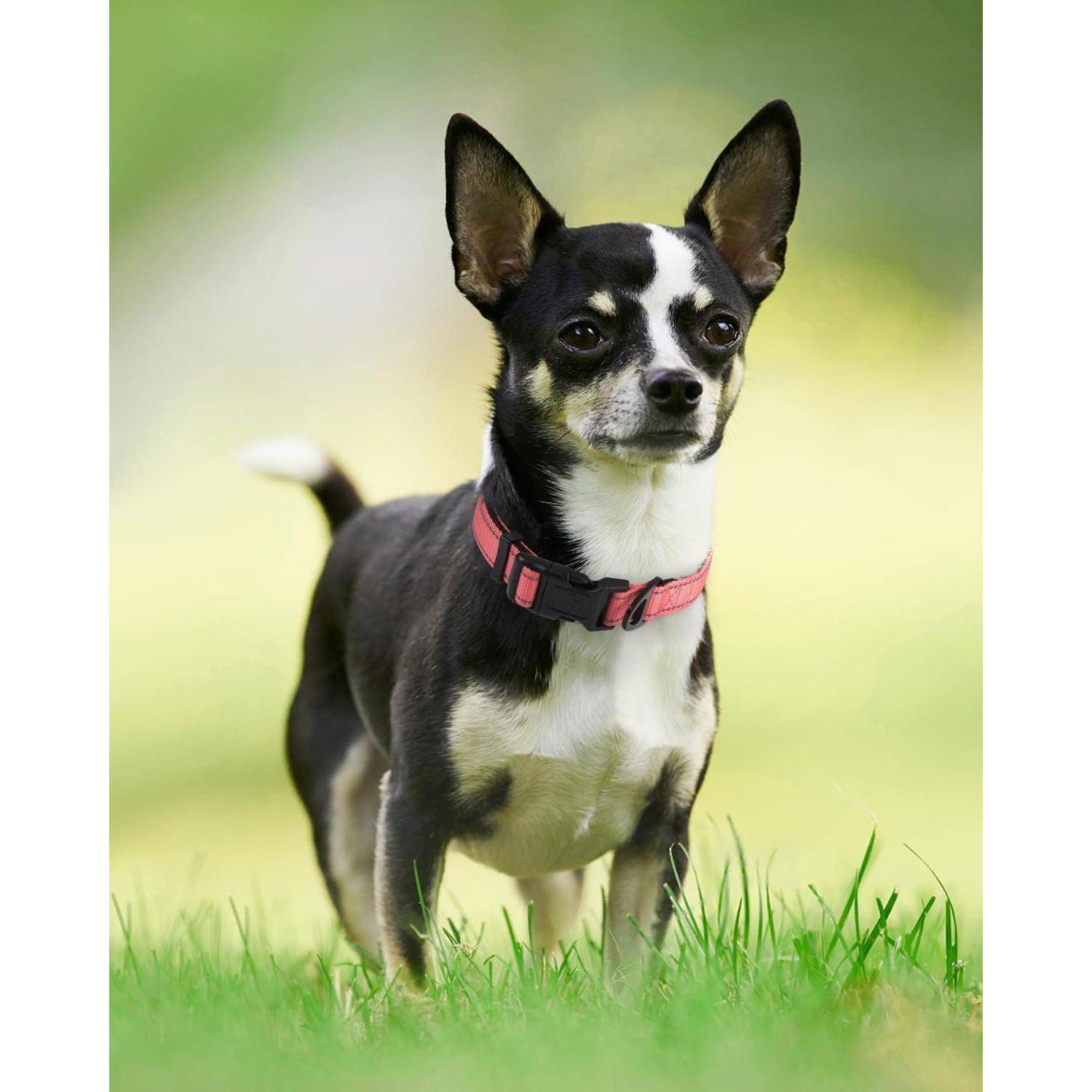 Ein kleiner schwarzweißer Hund mit großen Ohren trägt ein pinkes Halsband und steht auf Gras, direkt in die Kamera blickend.