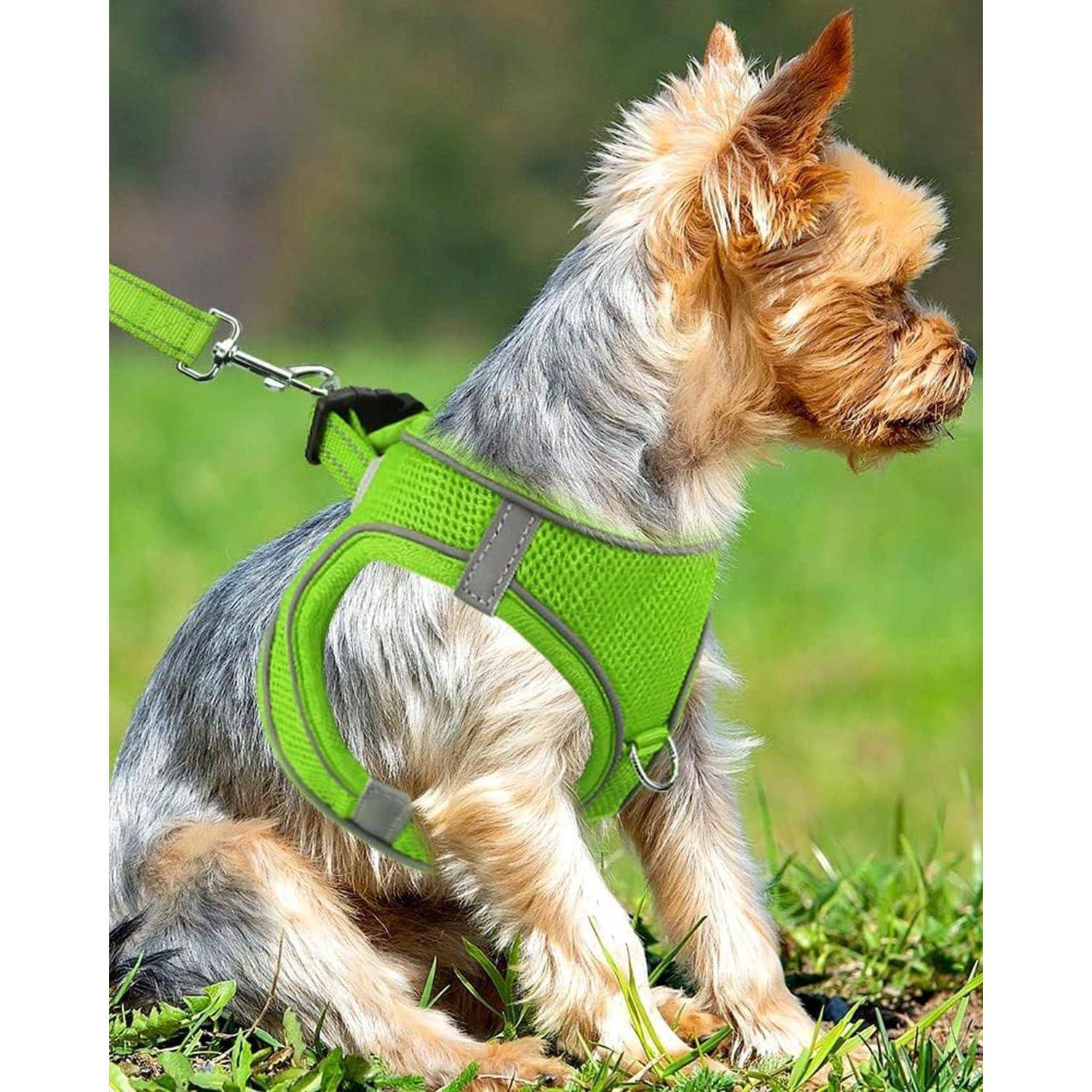 Ein kleiner Hund mit einem leuchtend grünen Geschirr sitzt auf Gras und blickt nach rechts. Der Hintergrund ist unscharf, wodurch der Hund und sein Geschirr betont werden.