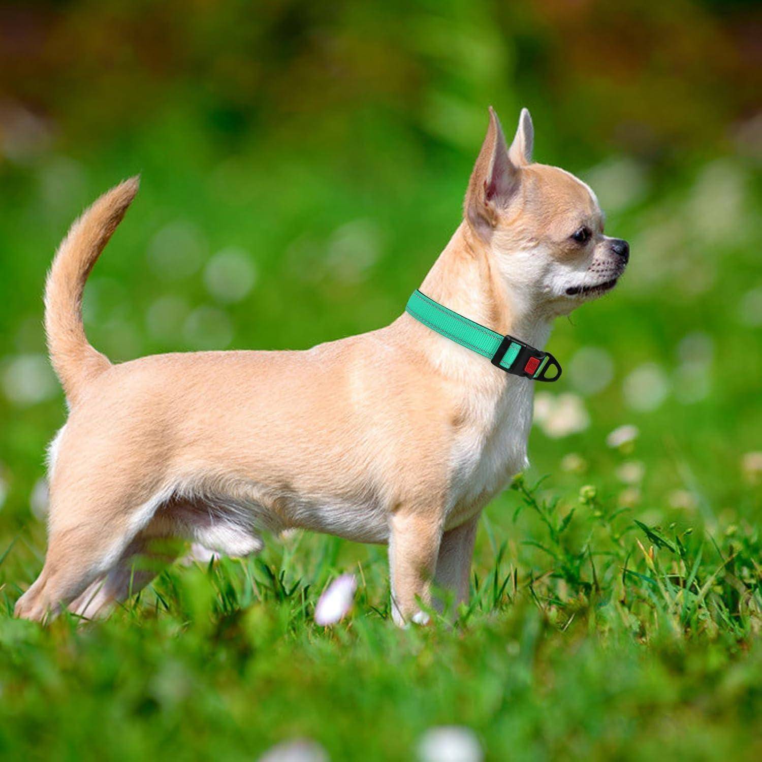 Ein kleiner, hellbrauner Chihuahua steht wachsam auf einem Graßfeld und trägt ein grünes Halsband. Der Hintergrund ist unscharf, mit Andeutungen von weißen Blüten.