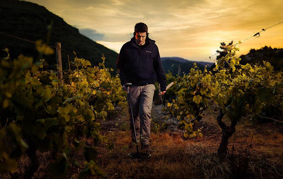 Eine Person mit einem Metalldetektor geht bei Sonnenuntergang durch einen Weinberg, umgeben von üppigen Rebstöcken und entfernten Hügeln.