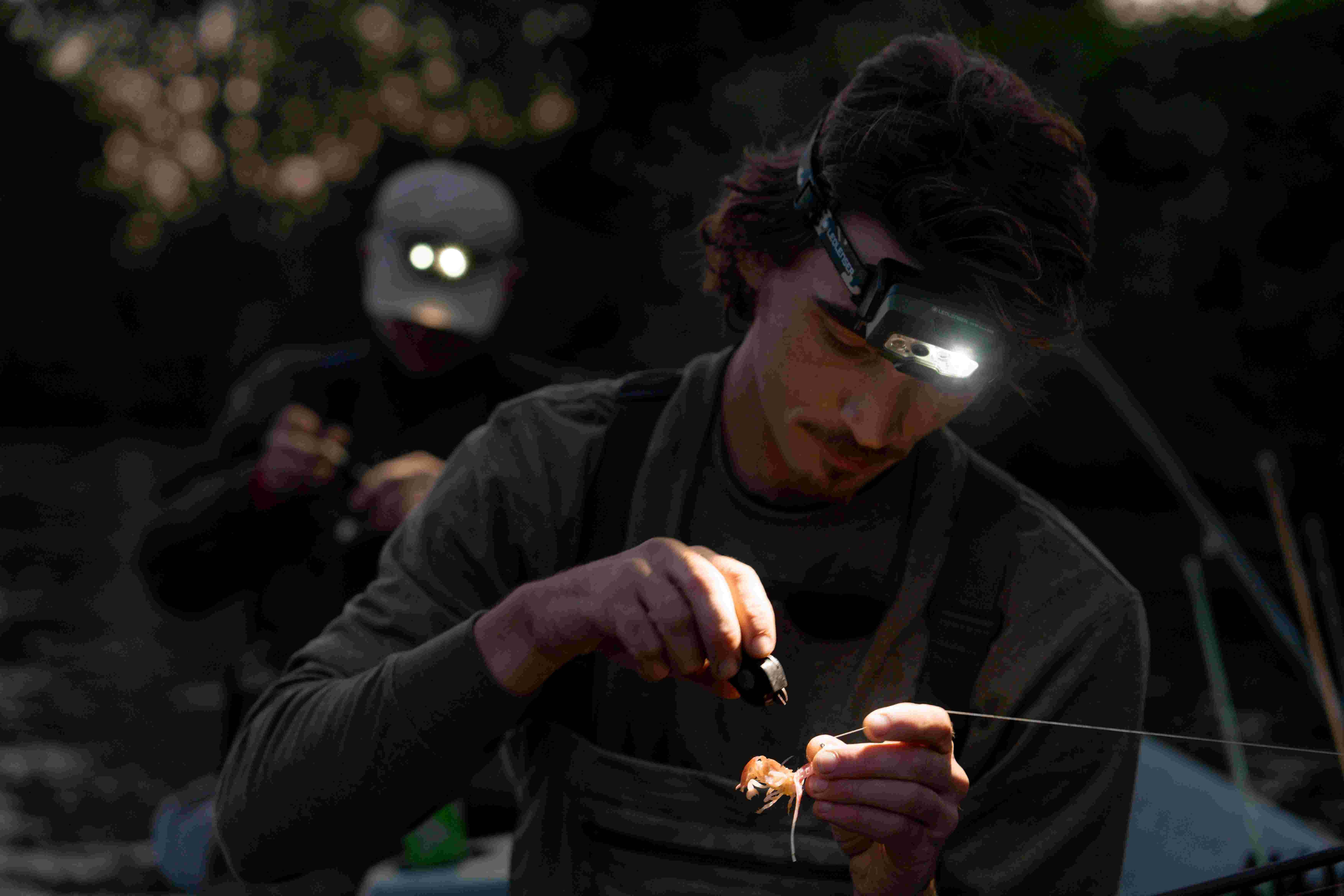 Ledlenser Aufladbare Stirnlampe mit automatischer Steuerung, Digitalfokus und RGB-Licht 503089