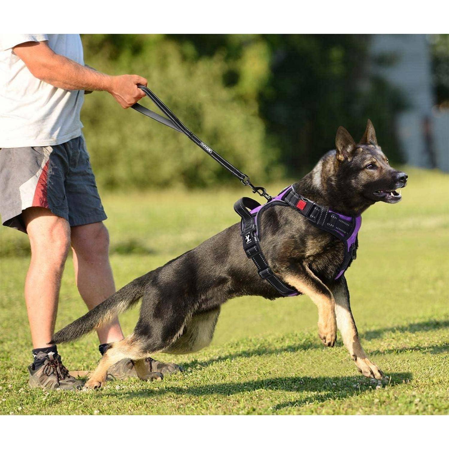 Eine Person hält eine Leine, die an einen großen Hund mit Geschirr angebracht ist. Der Hund wirkt aufmerksam und blickt nach vorne, während sie sich in einer grasbewachsenen Umgebung im Freien befinden.