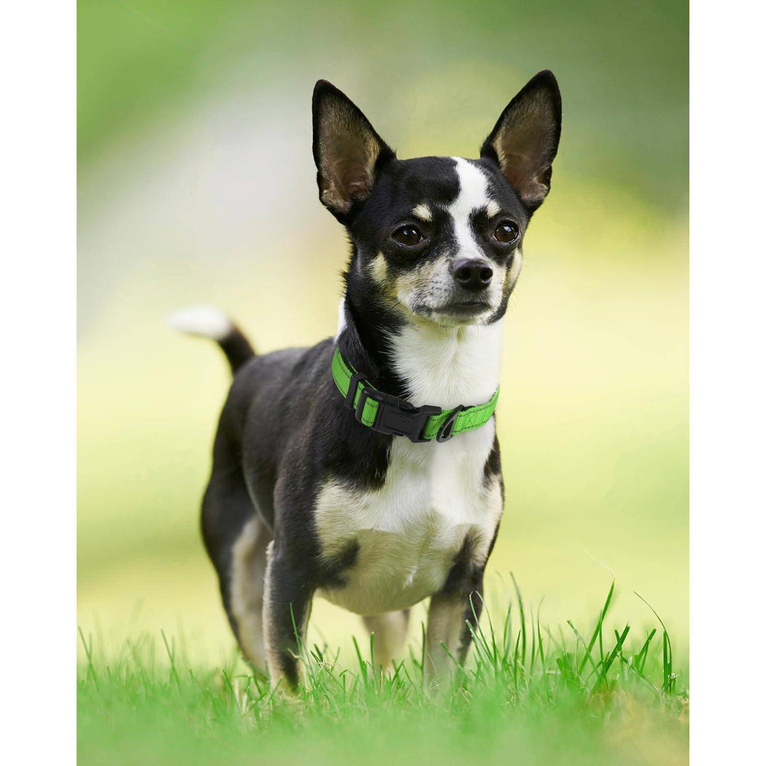 Ein kleiner schwarzweißer Hund mit einem grünen Halsband steht aufmerksam auf Gras, blickt nach vorn mit aufgestellten Ohren, vor einem unscharfen Hintergrund.