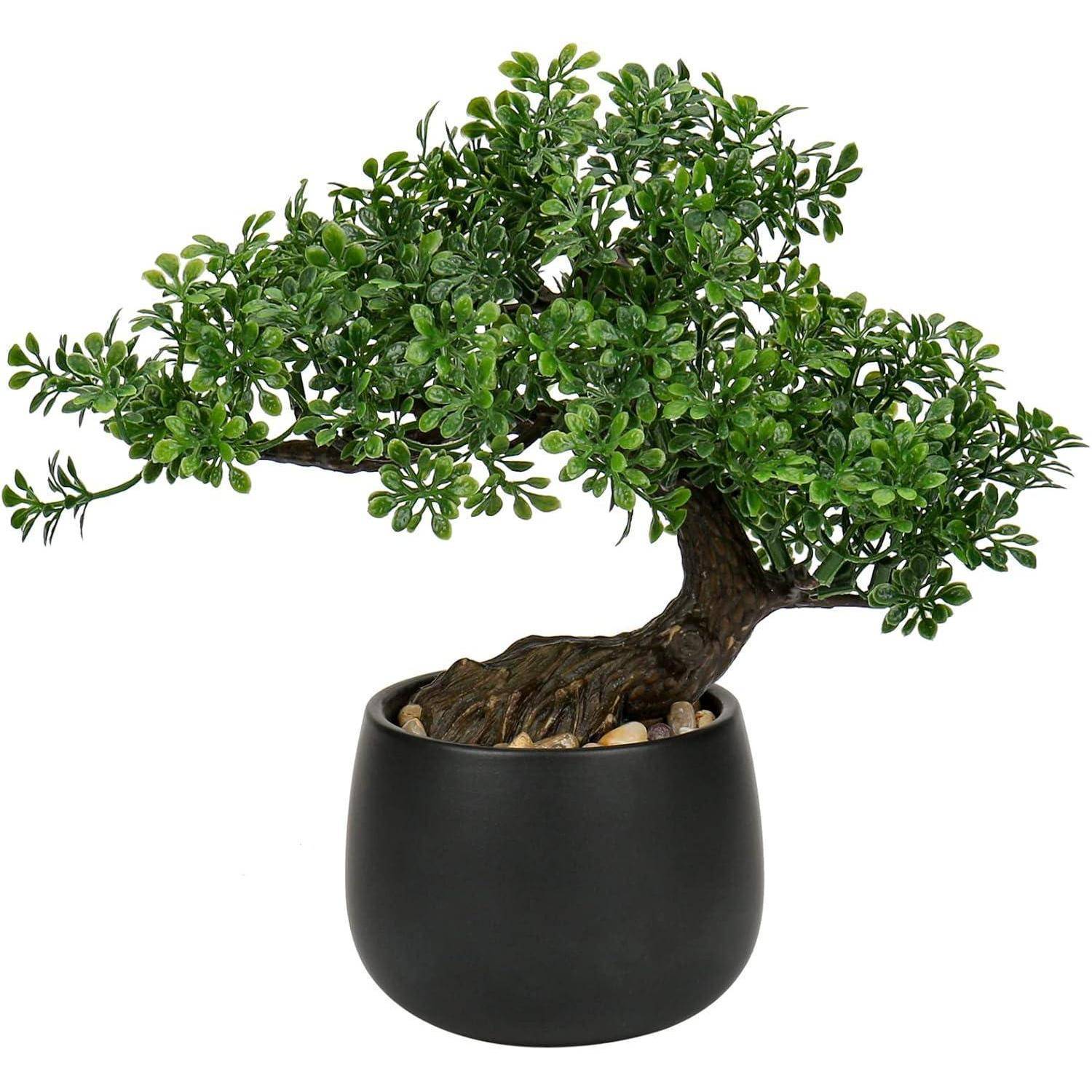 Ein kleiner Bonsai-Baum mit üppigem grünem Laub in einem schwarzen Topf, vor einem weißen Hintergrund platziert.