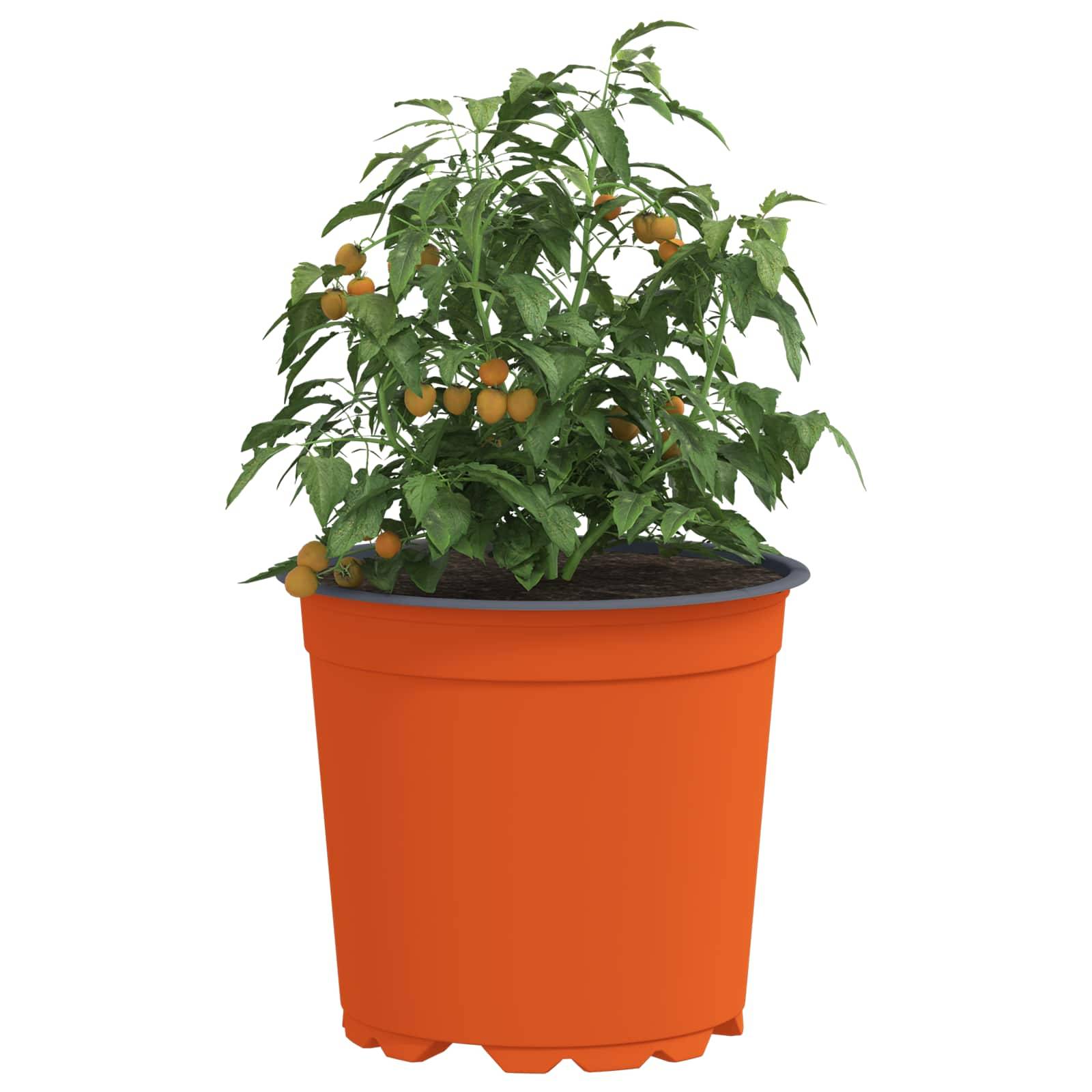 Eine Tomatenpflanze im Topf mit üppig grünen Blättern und Trauben kleiner, reifer oranger Tomaten.
