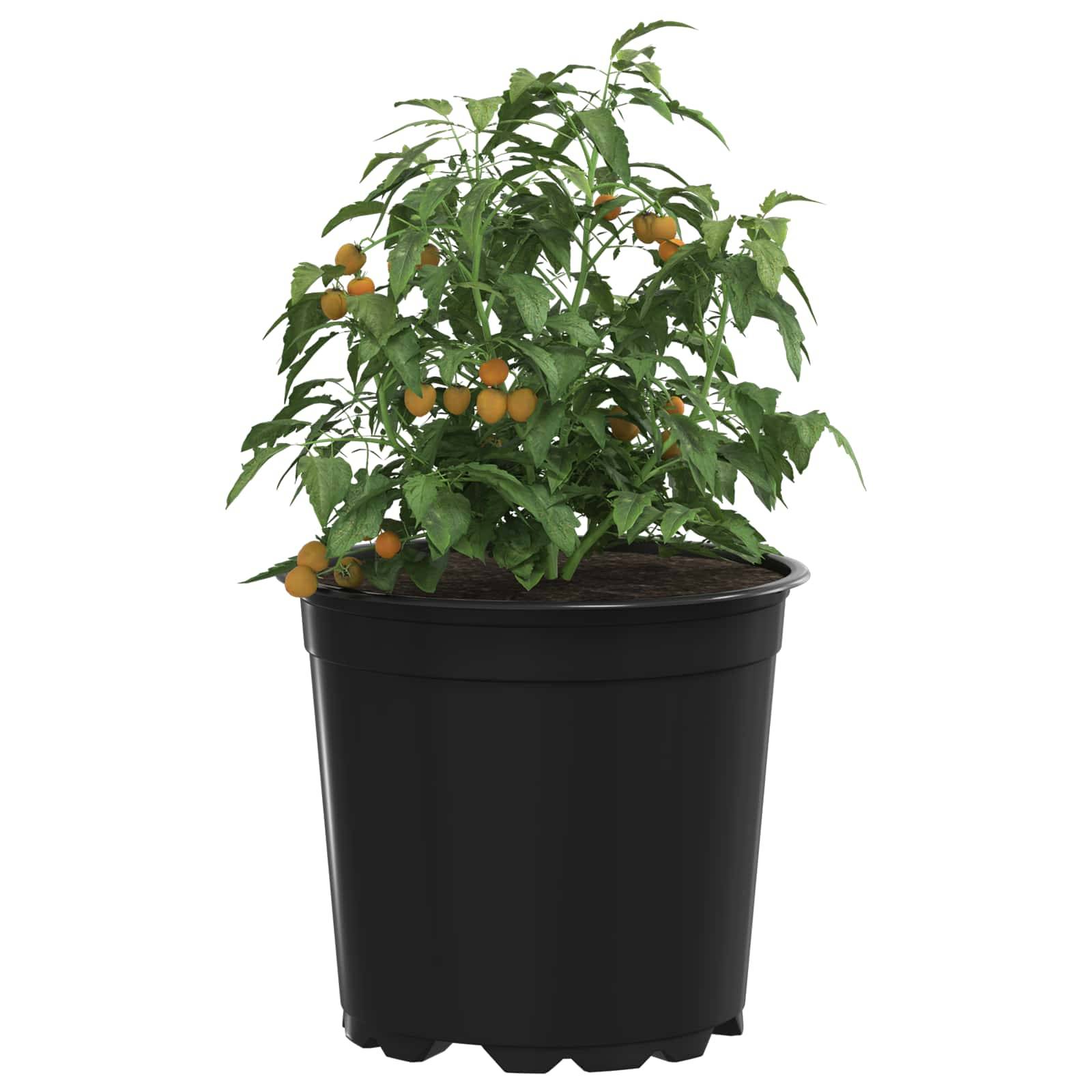 Eine kleine Tomatenpflanze mit reifen gelben Tomaten wächst in einem schwarzen Topf. Die grünen Blätter und gelben Früchte deuten auf eine gesunde Pflanze hin.