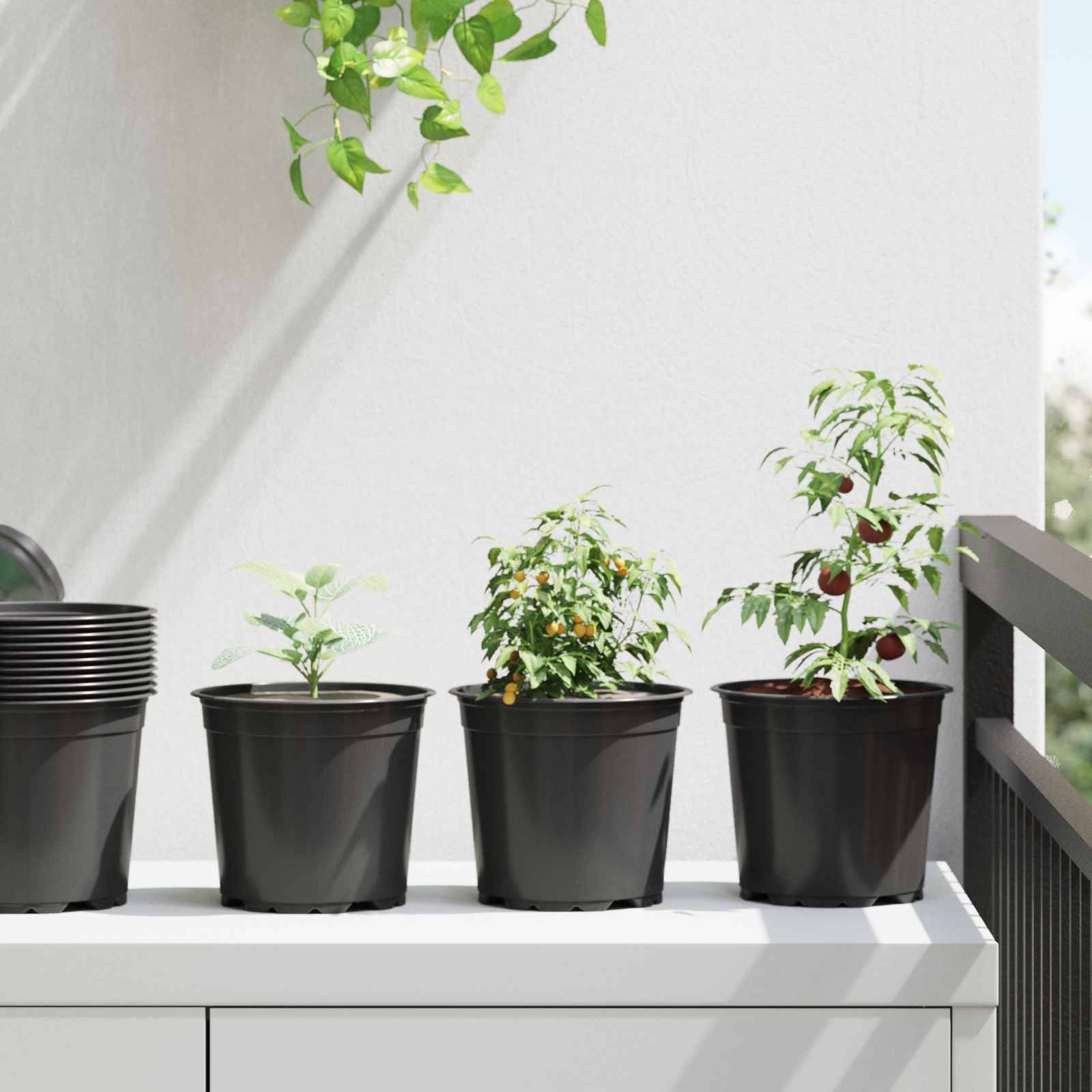 Topfpflanzen auf einem sonnigen Balkon, darunter eine Pflanze mit kleinen roten Früchten, unter einer hängenden Pflanze.