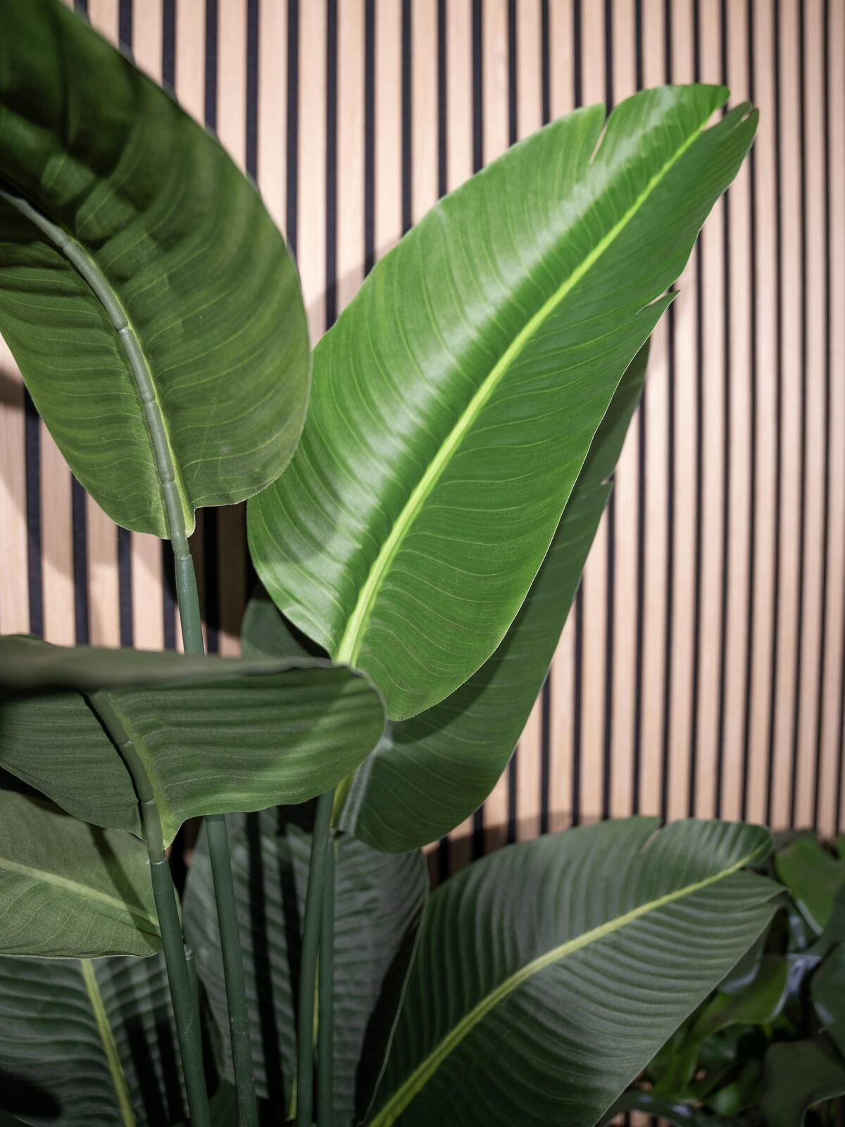 Große grüne tropische Blätter vor einem Holzlamellenhintergrund, die eine üppige und natürliche Inneneinrichtung schaffen.