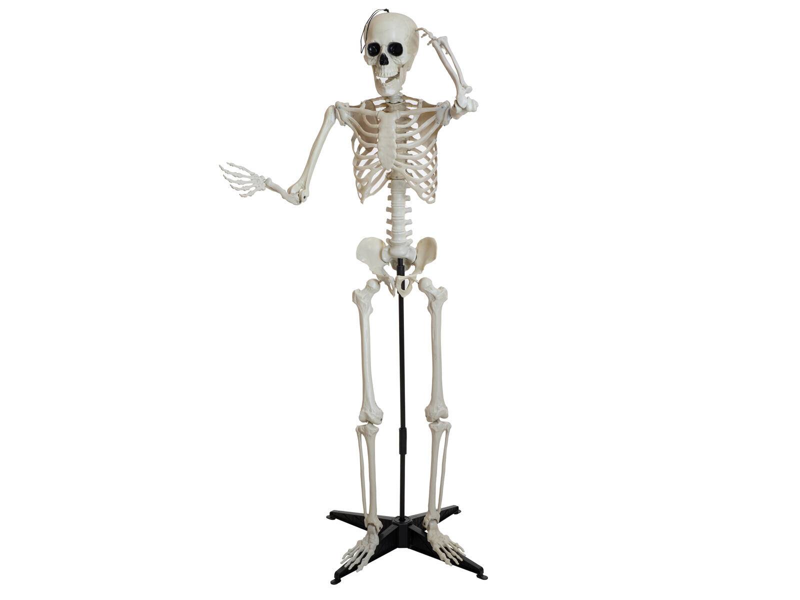EUROPALMS Halloween Skelett, stehend, 150 cm