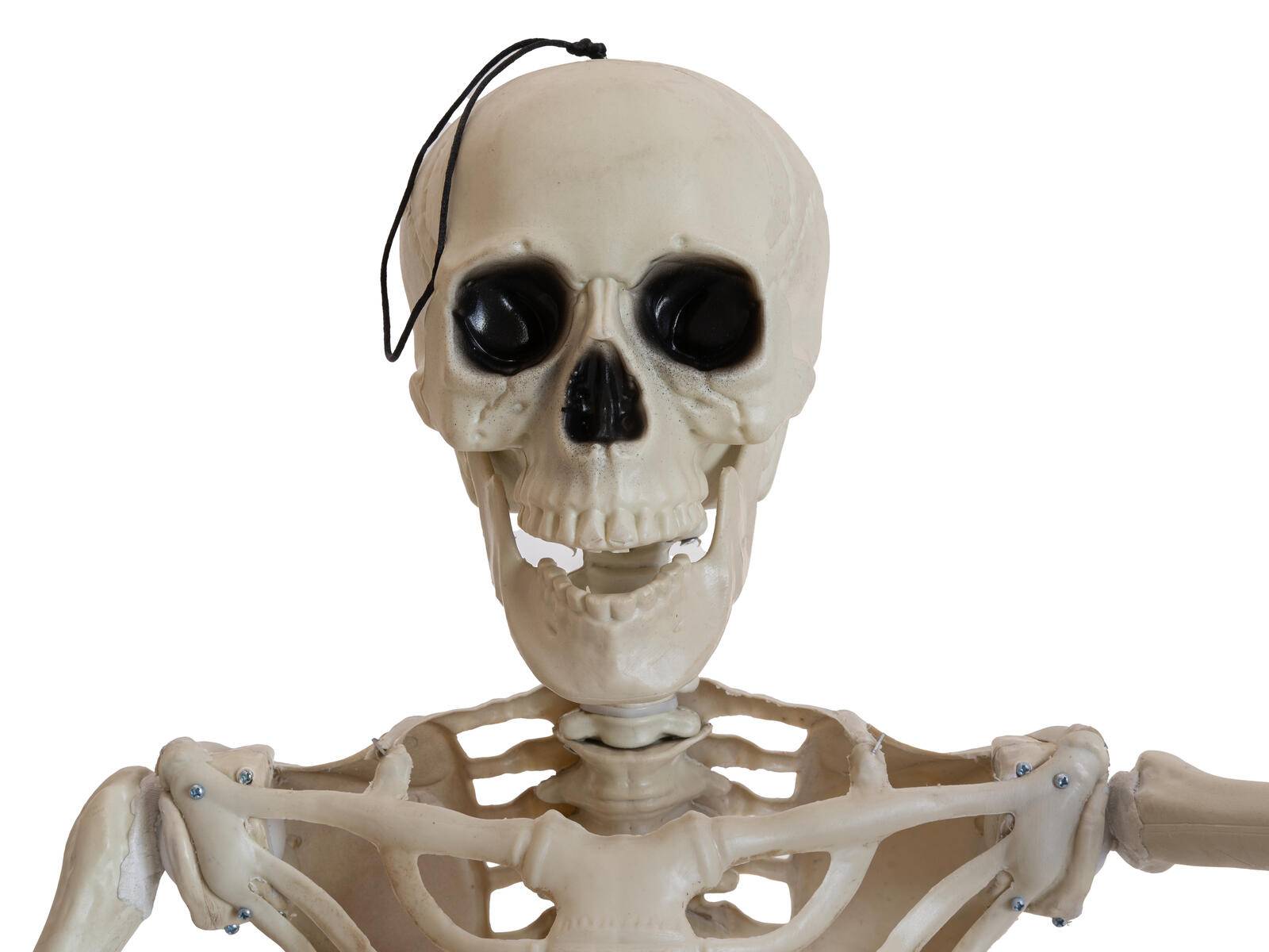 EUROPALMS Halloween Skelett, stehend, 150 cm