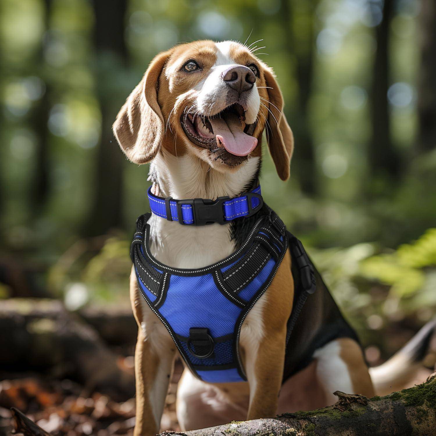 Ein Beagle mit blauem Geschirr steht im Wald und sieht fröhlich aus, während seine Zunge heraushängt. Sonnenlicht durchdringt im Hintergrund die Bäume.
