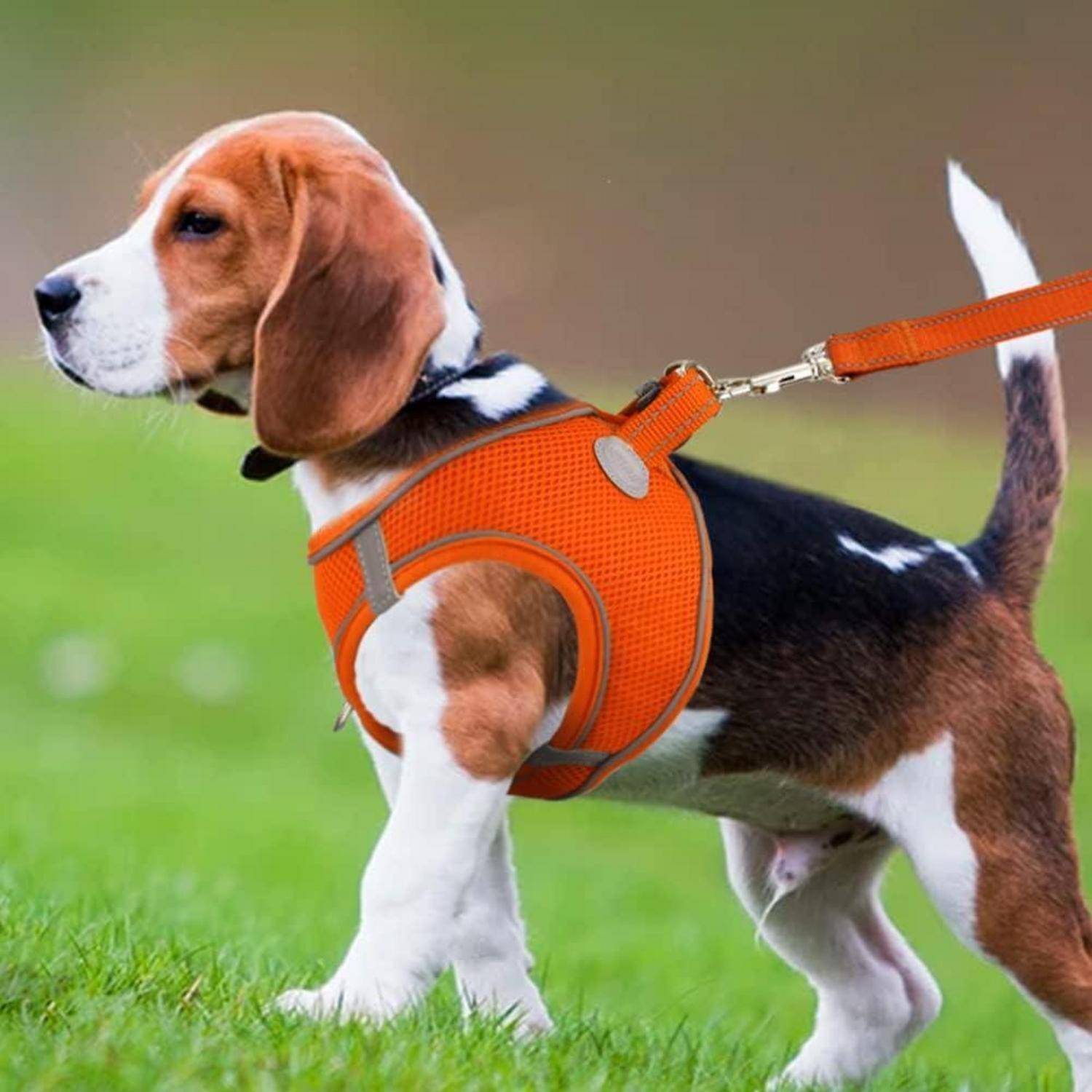 Ein Beagle, der ein orangefarbenes Geschirr trägt, geht über Gras. Der Kopf des Hundes ist gedreht und zeigt seinen aufmerksamen Ausdruck.