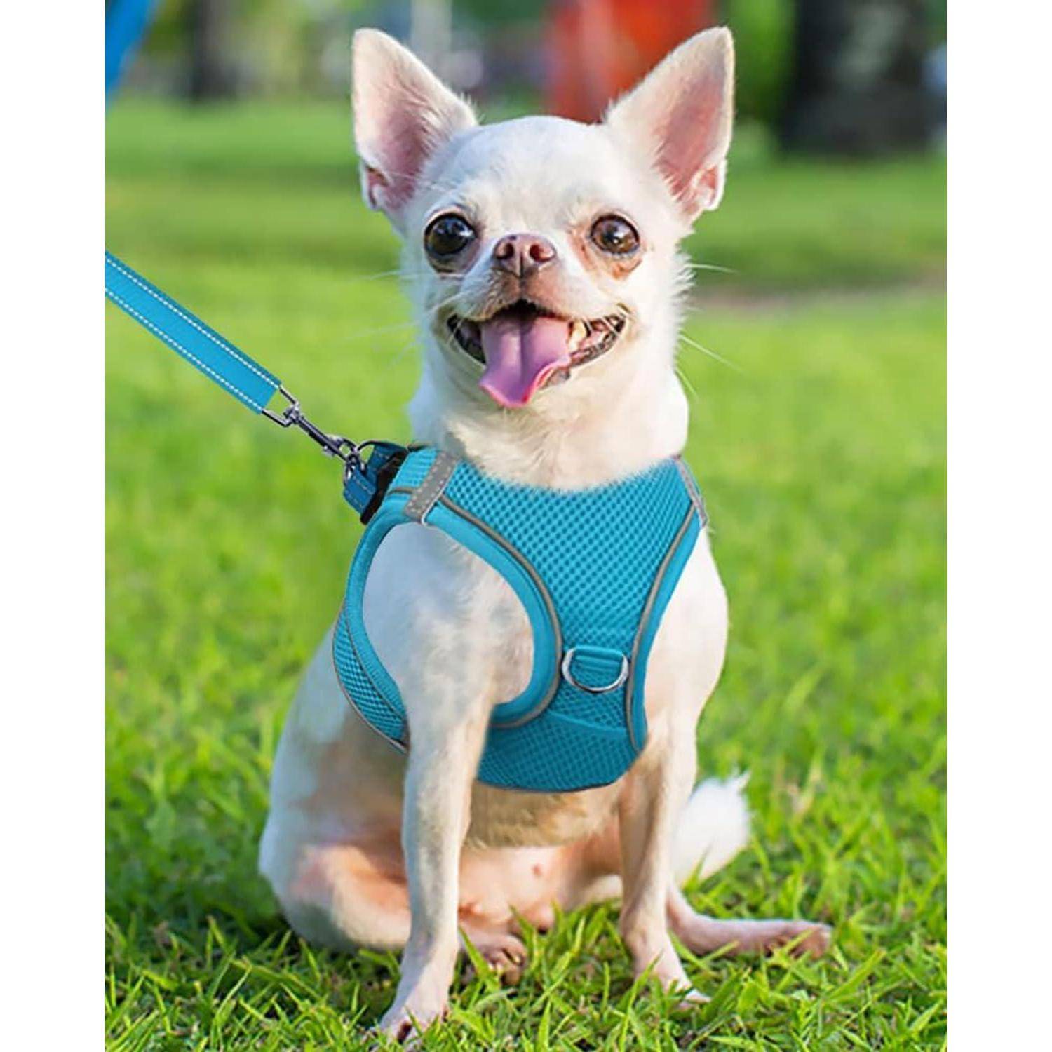 Ein kleiner weißer Hund mit einem fröhlichen Gesichtsausdruck sitzt auf grünem Gras und trägt ein blaues Geschirr und eine Leine.