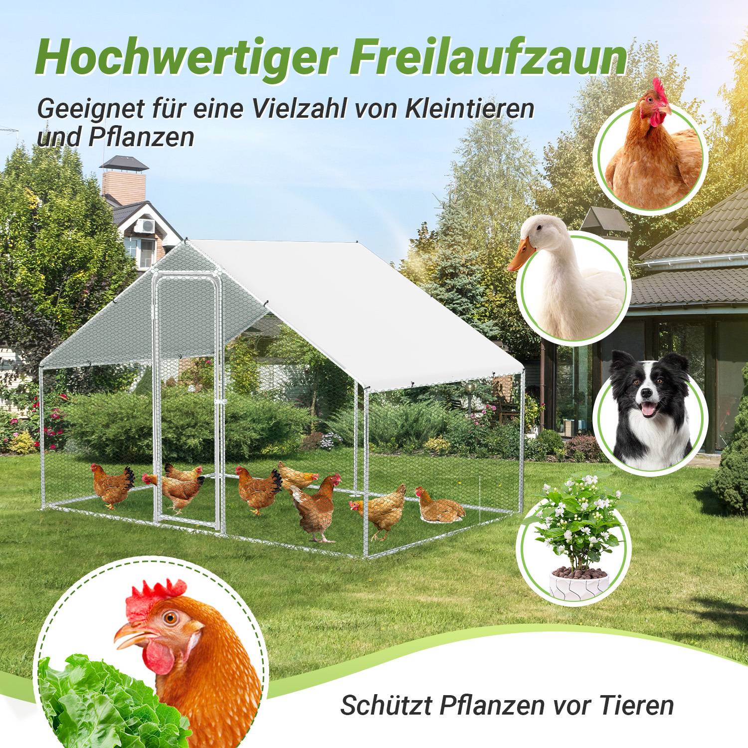 Das Bild zeigt einen Hühnerstall mit Hühnern im Inneren unter einem transparenten Dach. Text: 