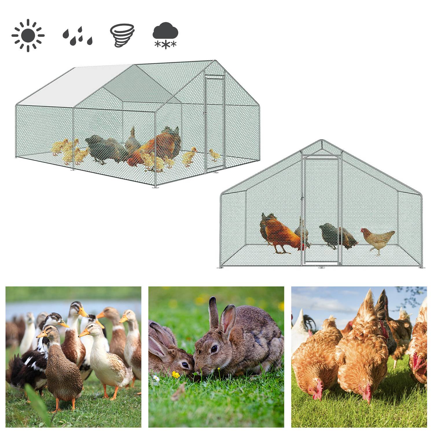 Illustration zeigt zwei Hühnerauslauf-Designs für verschiedene Wetterbedingungen, mit Symbolen für Sonne, Regen, Wind und Schnee oben und Fotos von Hühnern, Kaninchen und Hennen unten.