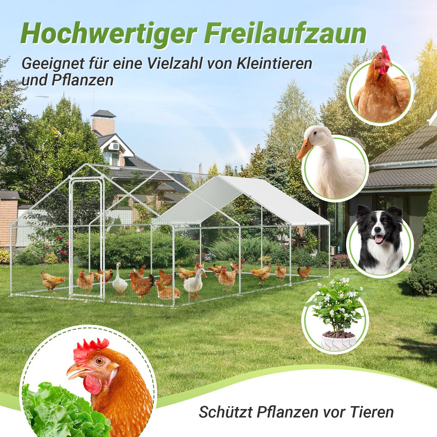 Ein Hinterhofgarten-Setup mit einem Maschendrahtverschlag, der Hühner beherbergt, einschließlich Bildern von einer Ente, einem Hund und einem Huhn. Text liest sich 