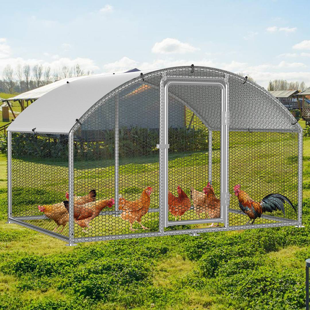 Ein Hühnerstall aus Metall mit einem gewölbten Dach beherbergt mehrere Hühner, darunter einen Hahn, in einem grasigen Feld unter einem blauen Himmel.