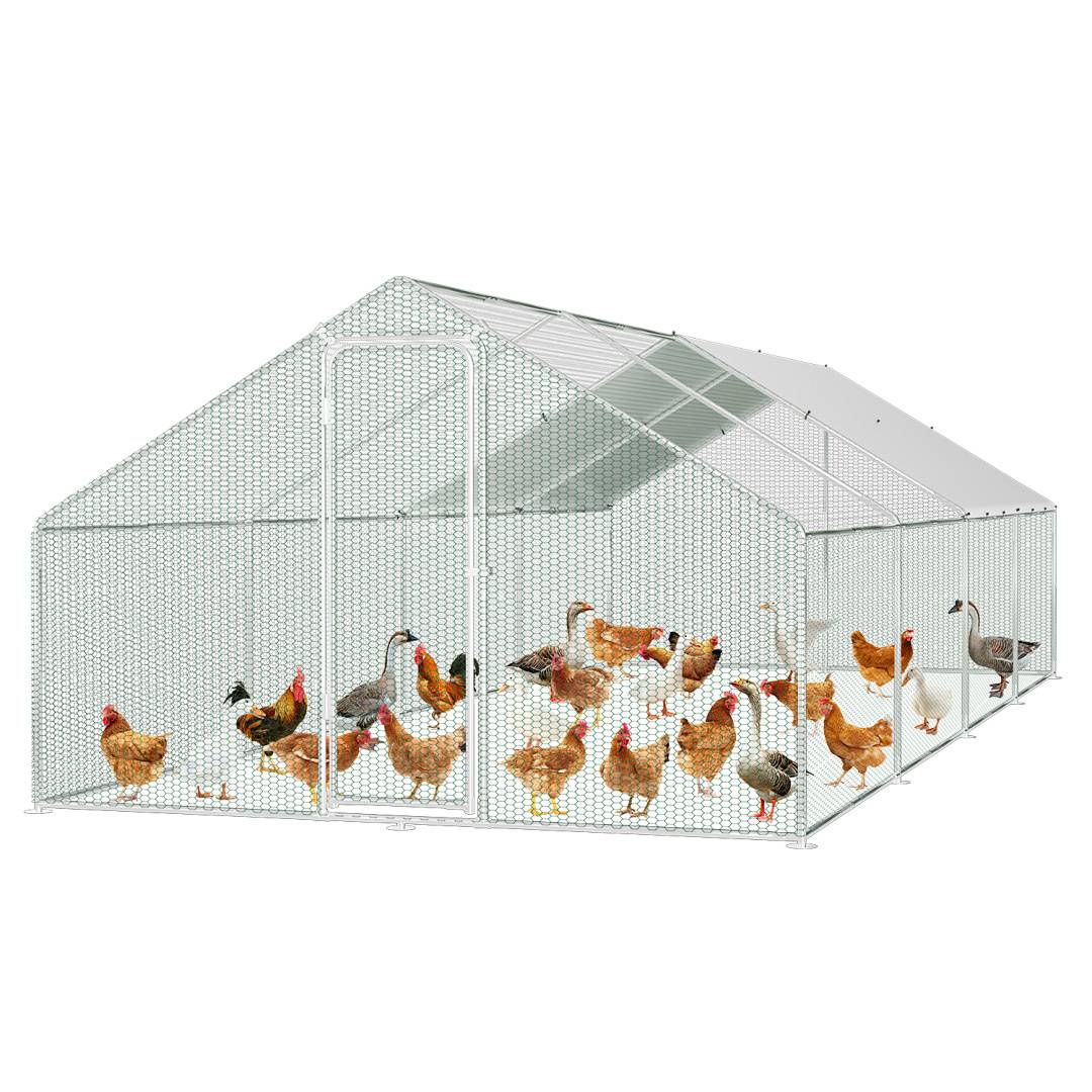 Ein Maschendrahtkäfig für Hühner beherbergt Hühner und eine Gans vor weißem Hintergrund und veranschaulicht die Unterbringung von Geflügel in einer luftigen Umfriedung.