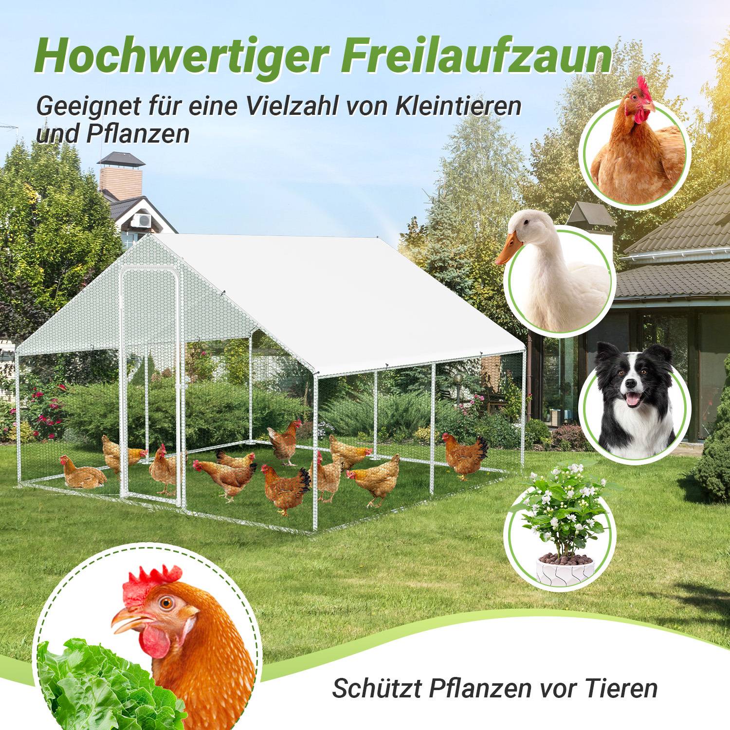 Außengehege für Hühner mit einem weißen Dach, in dem Hühner zu sehen sind. Text lautet: 'Hochwertiger Freilaufzaun' und 'Schützt Pflanzen vor Tieren'.