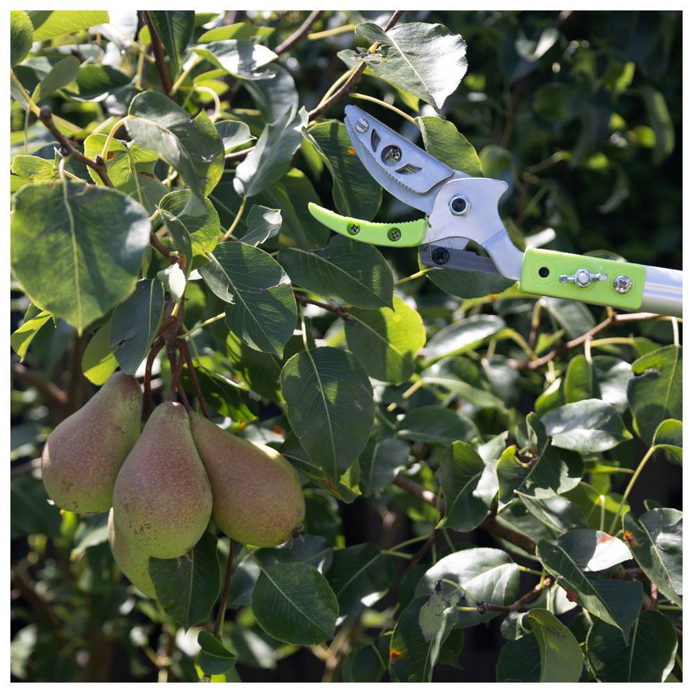Gartenschere, die einen Ast eines Birnbaums mit reifen Birnen abschneidet.