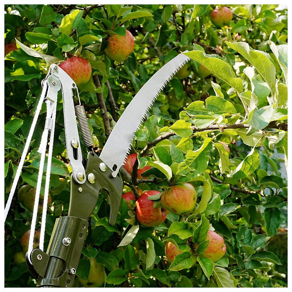 Eine Säge mit langem Stiel schneidet Äste nahe roter Äpfel, die an einem Baum hängen, umgeben von grünen Blättern und Sonnenlicht.