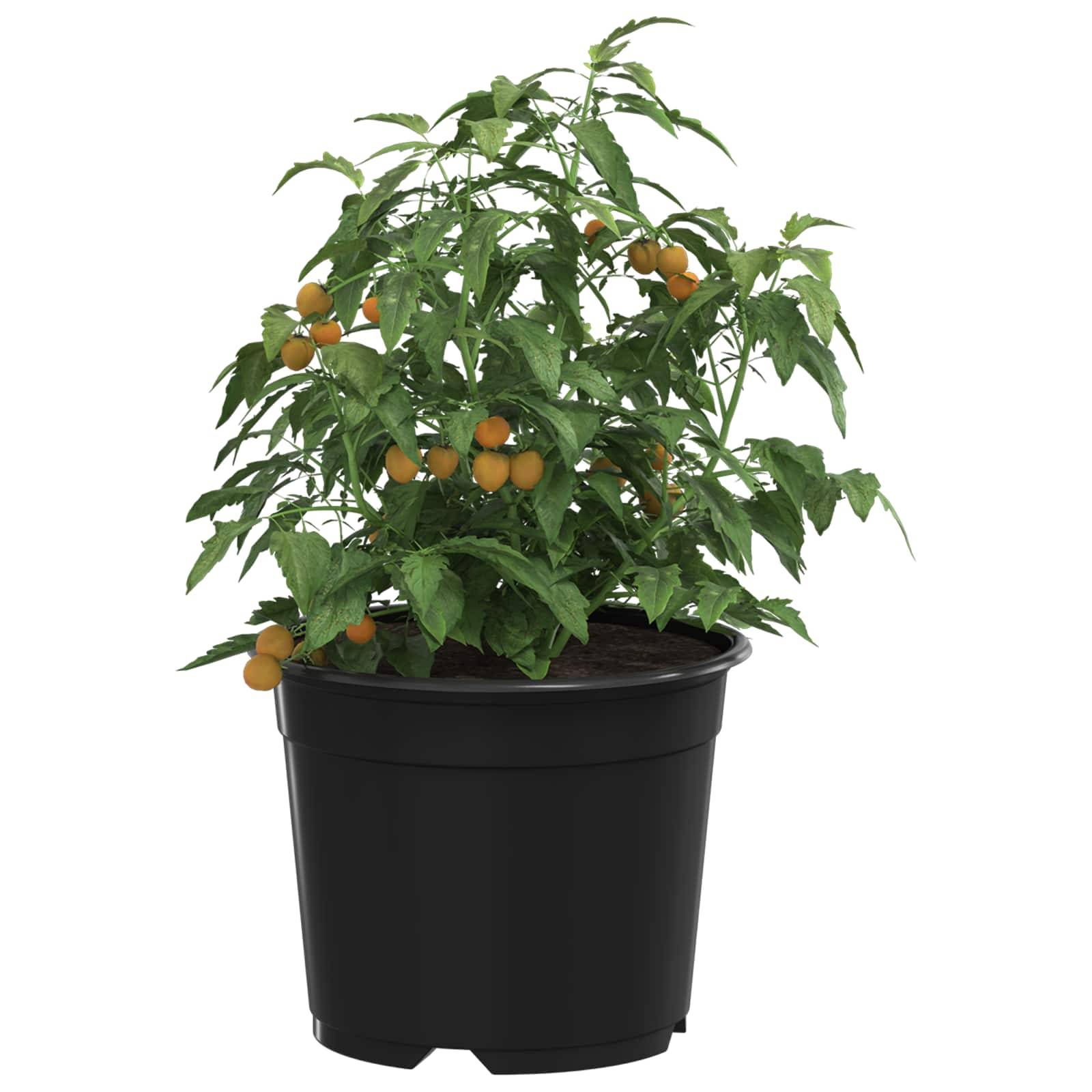vidaXL Runder Blumentopf 200 pcs Schwarz Ø 15 x 12,5 cm Kunststoff