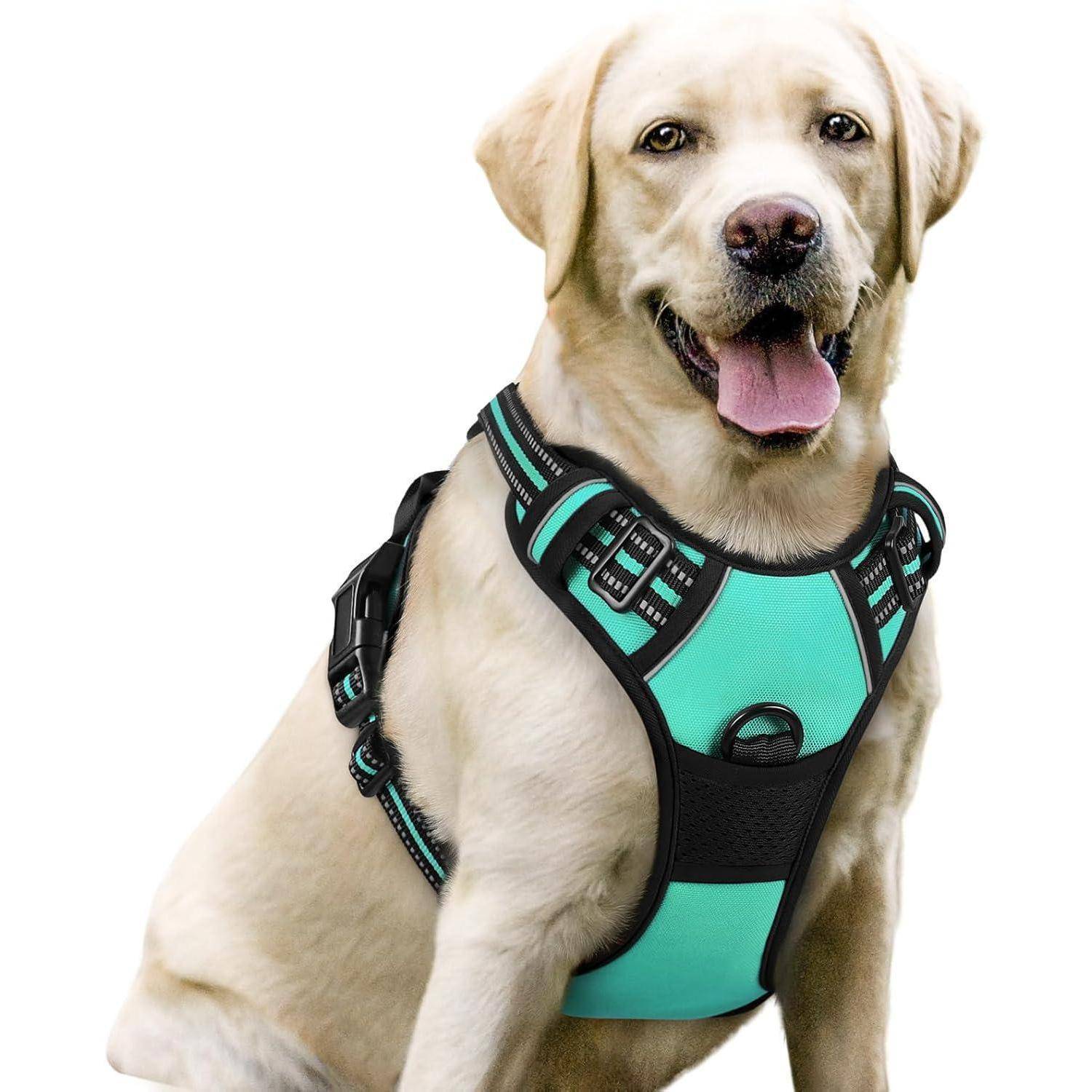 Ein Labrador Retriever mit einem türkisfarbenen Geschirr sitzt, nach vorne blickend, mit herausgestreckter Zunge und wirkt fröhlich und aufmerksam.
