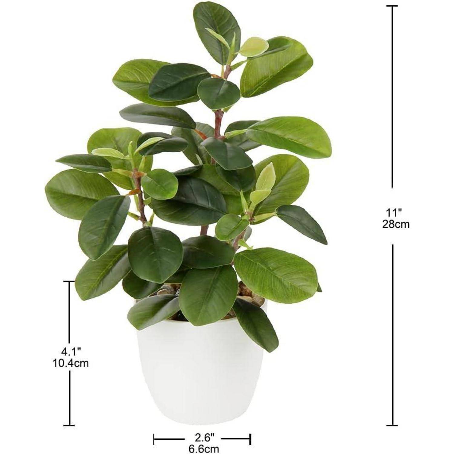 Pflanze mit breiten grünen Blättern in einem weißen Topf. Höhe beträgt 11 Zoll (28 cm); Topfdurchmesser ist 2,6 Zoll (6,6 cm); Tophöhe beträgt 4,1 Zoll (10,4 cm).