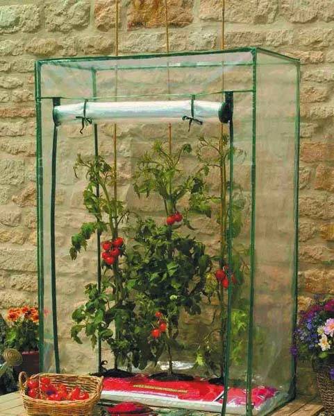 Tomatenpflanzen, die in einem transparenten Gewächshaus im Innenbereich wachsen, mit einer Leuchte von oben, gestützt von einer Steinmauer in einer Gartenumgebung.