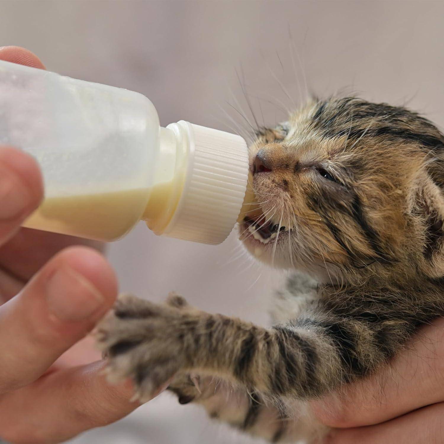 Eine winzige Katze wird von einer Hand mit einer Flasche mit Milch gefüttert. Die Augen der Katze sind geschlossen, und sie wirkt zufrieden.