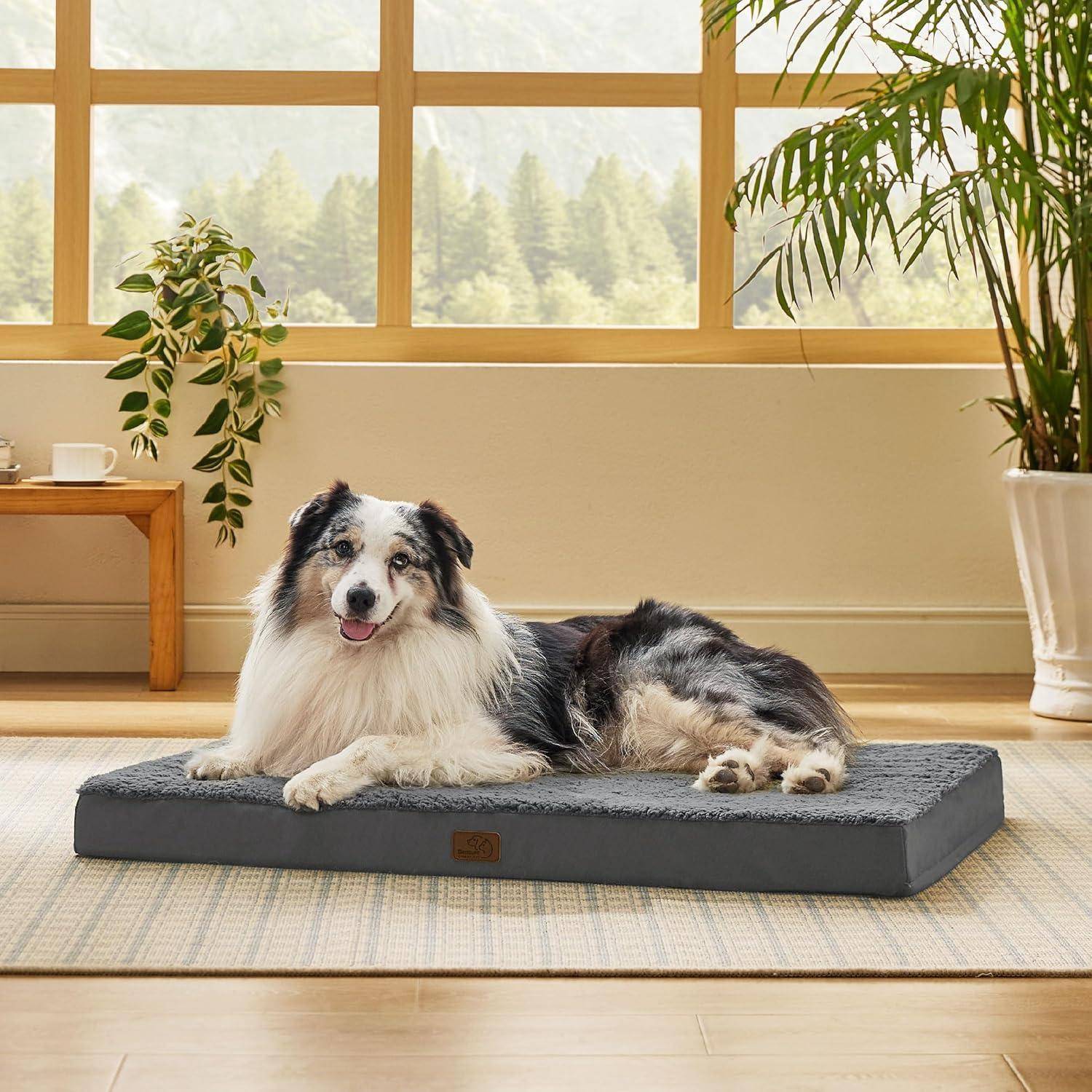 Ein Hund liegt behaglich auf einem gepolsterten Bett in einem ruhigen Raum mit großen Fenstern und Topfpflanzen, wodurch eine friedliche Atmosphäre entsteht.