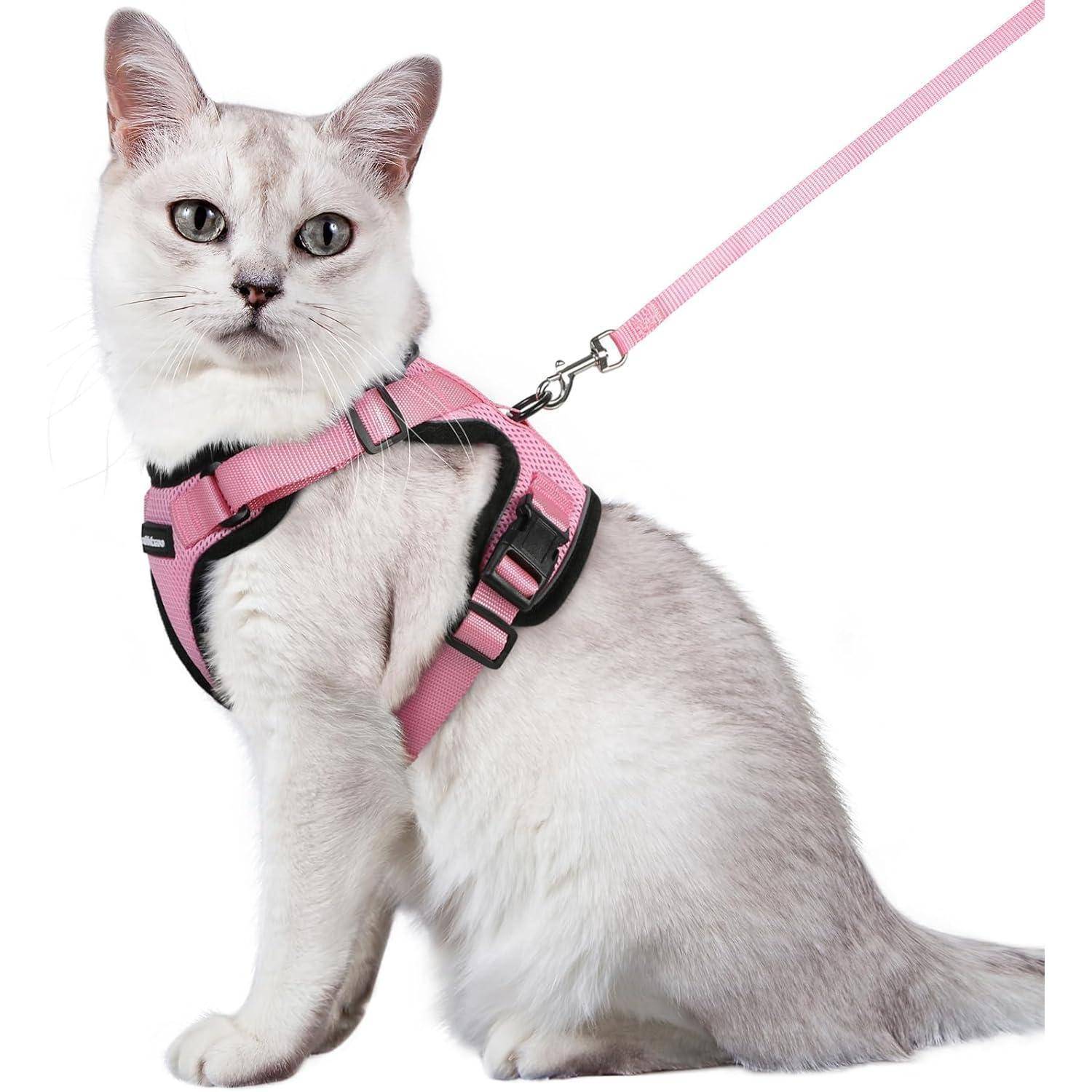 Eine weiße Katze, die ein rosafarbenes Geschirr und eine Leine trägt, sitzt aufrecht und blickt direkt in die Kamera.
