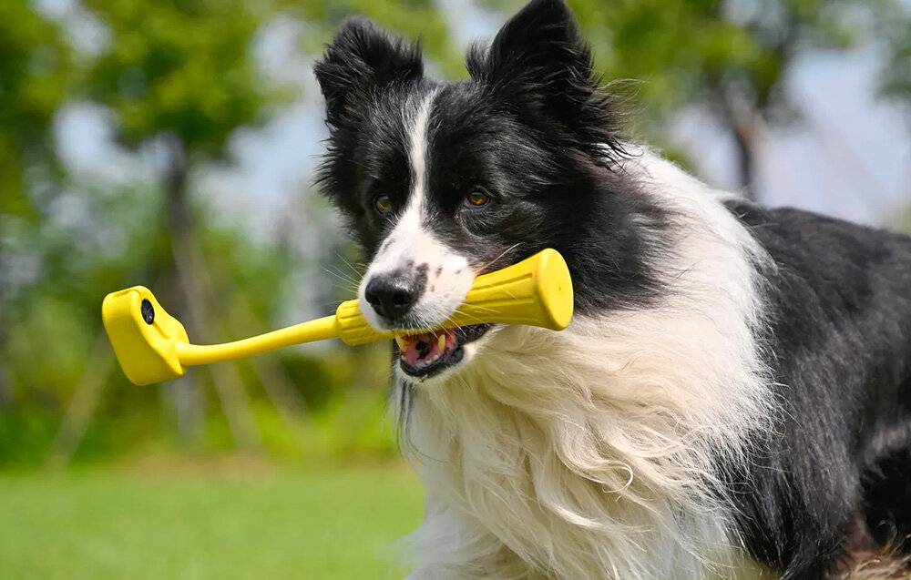 Fetch Stick Insta360 GO 3