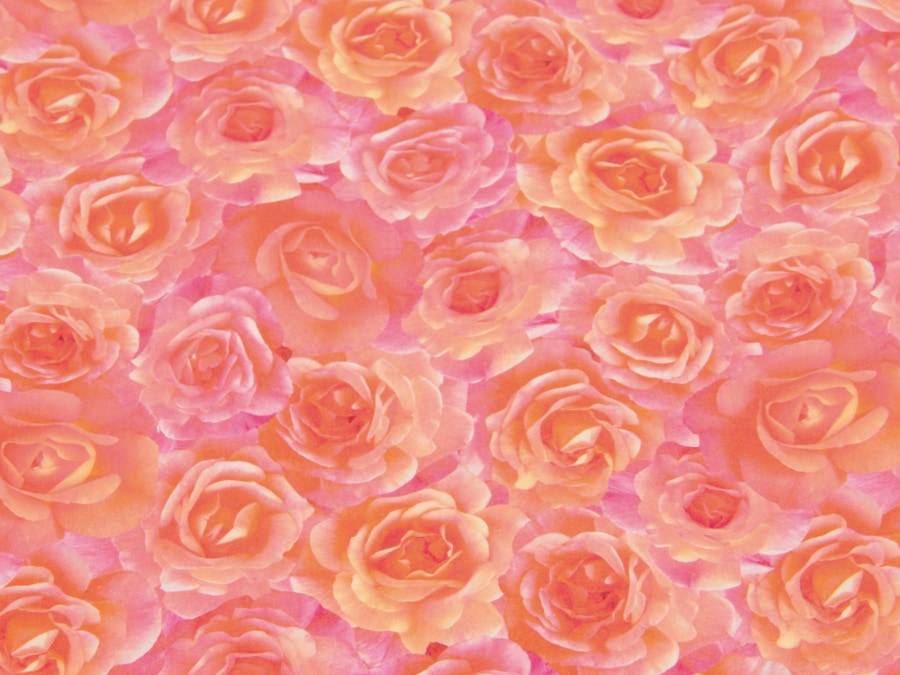 Eine Nahaufnahme von zahlreichen rosa Rosen, die sich überlappend aneinander reihen und ein dichtes Blumenmuster bilden.