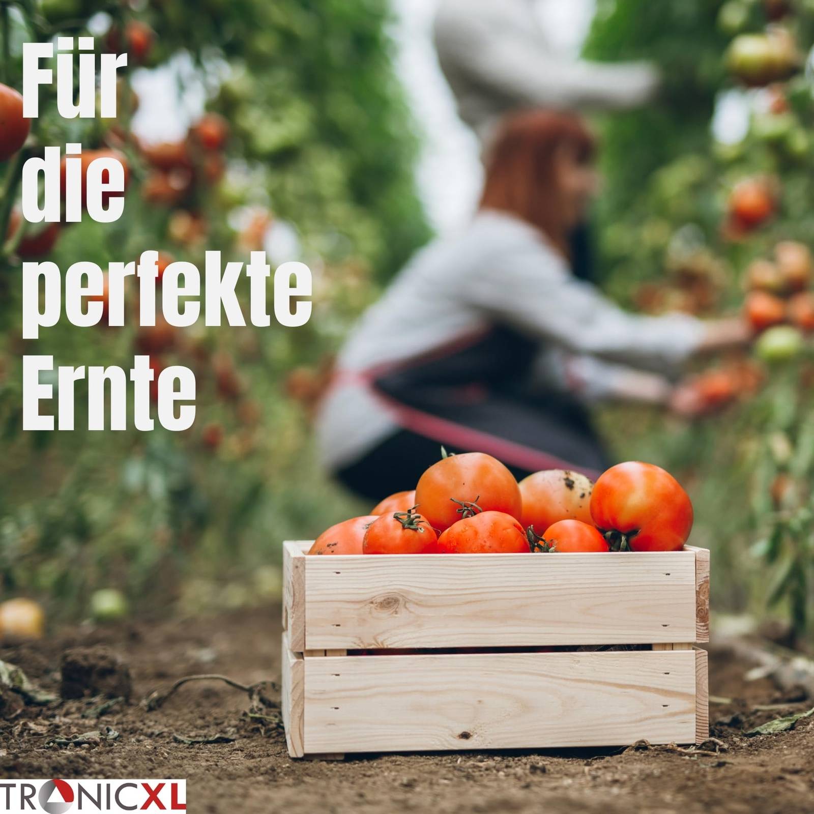 Eine Kiste mit reifen Tomaten auf dem Boden, mit einer Person, die Tomaten im Hintergrund pflückt. Der Text lautet „Für die perfekte Ernte