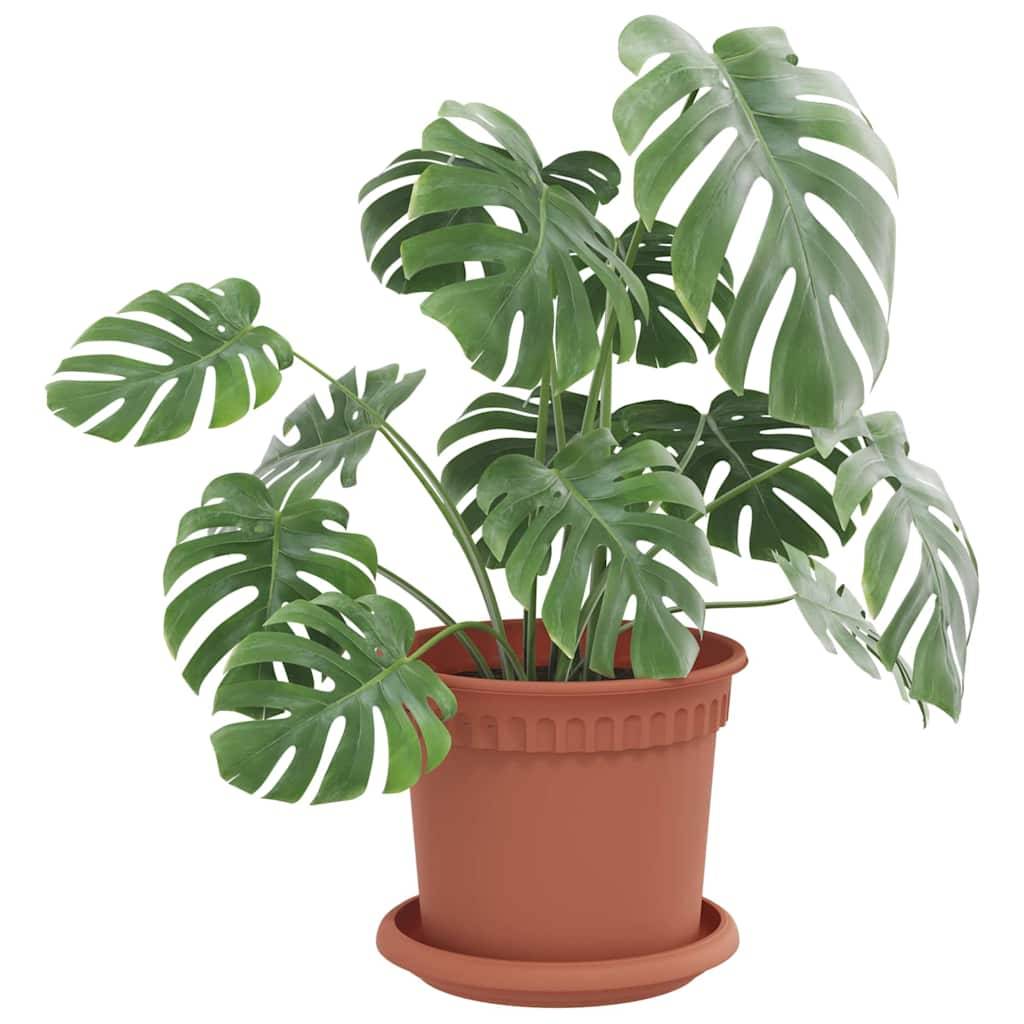 Eine Monstera-Pflanze in einem Terrakotta-Topf mit mehreren großen, glänzenden, gespaltenen Blättern, die häufig als Innendekoration für ein tropisches Ambiente verwendet wird.