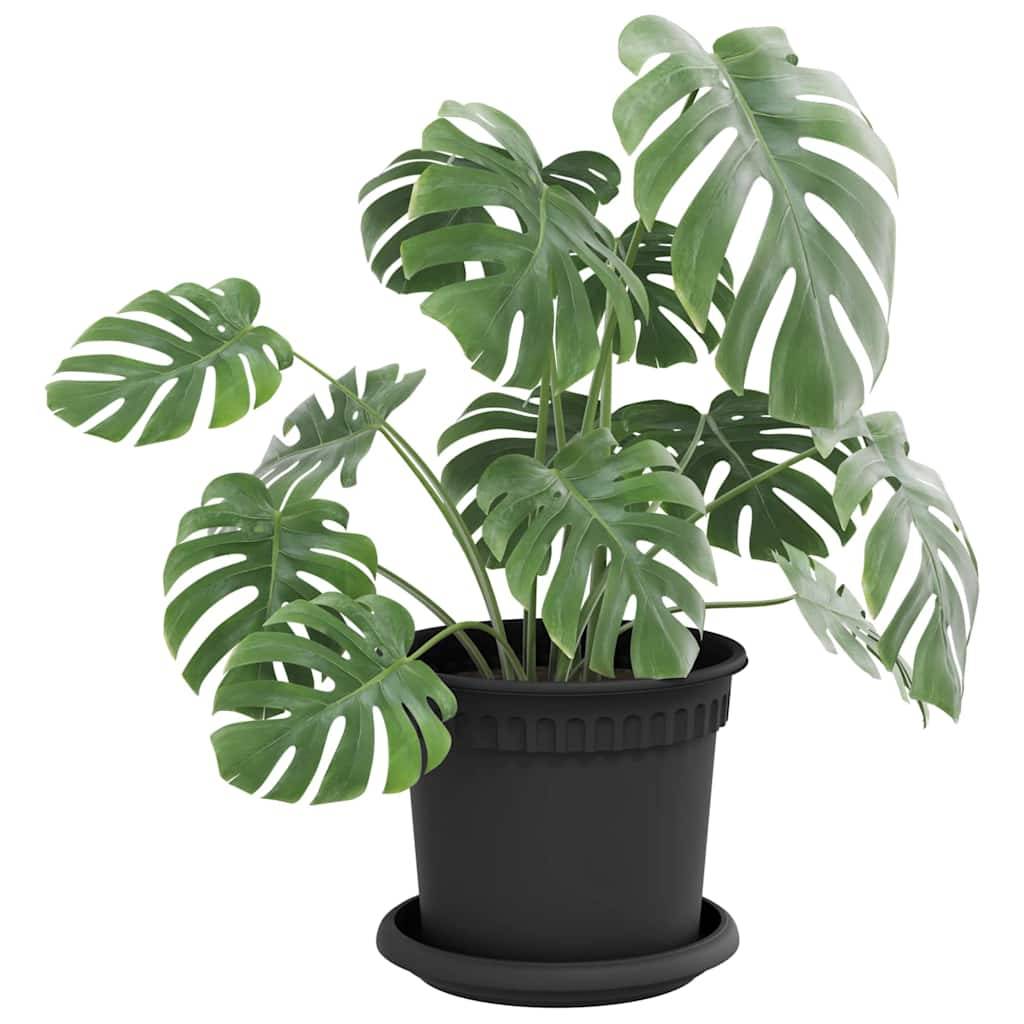 Eine getopfte Monstera-Pflanze mit großen, glänzenden grünen Blättern und charakteristischen Spalten, in einen schwarzen Topf gepflanzt, auf einem hellen Hintergrund.