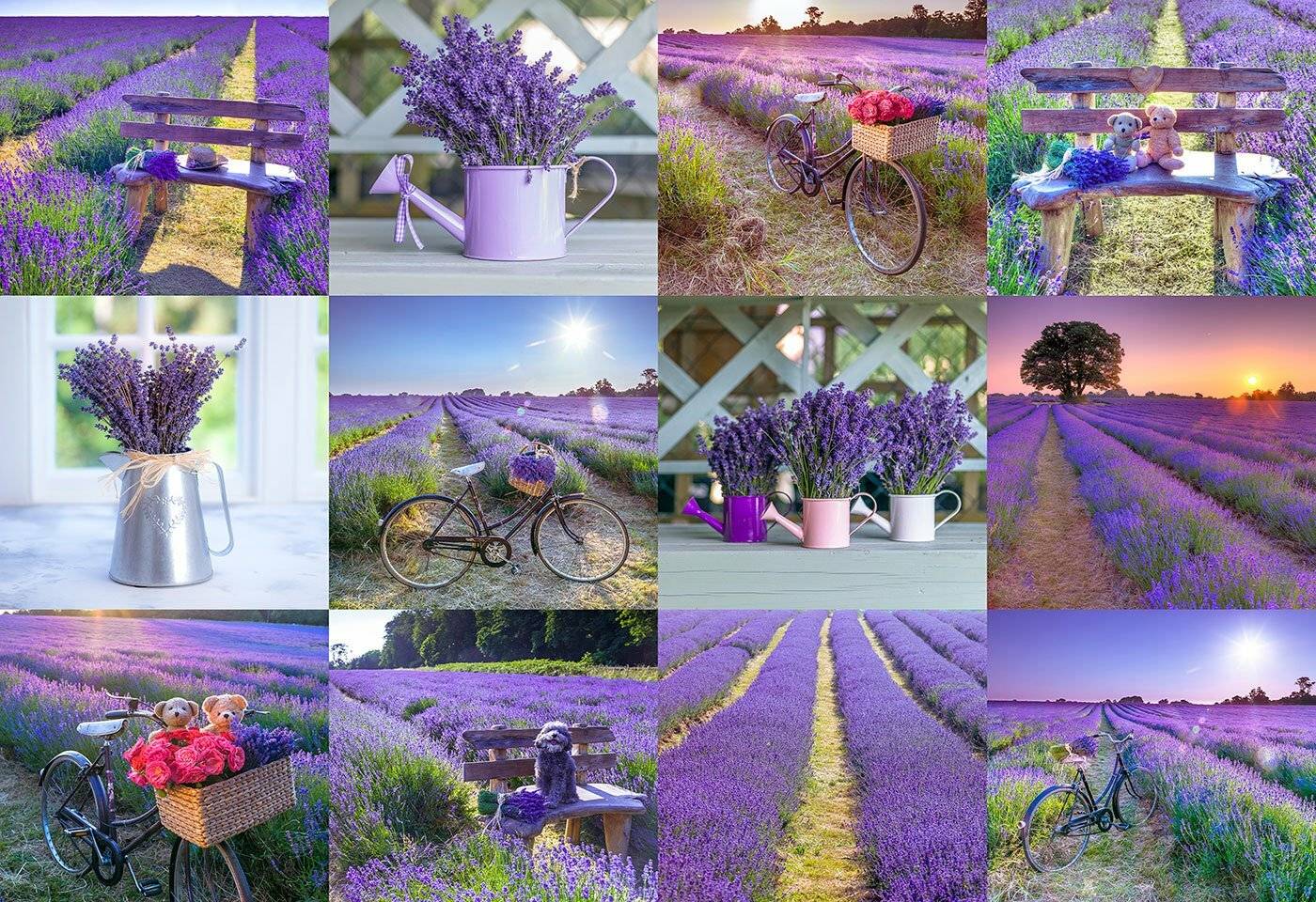 Collage von Lavendelfeldern, Szenen zeigen ein Fahrrad mit einem Korb, eine Gießkanne und Teddybären auf einer Bank zwischen blühenden Lavendelreihen.