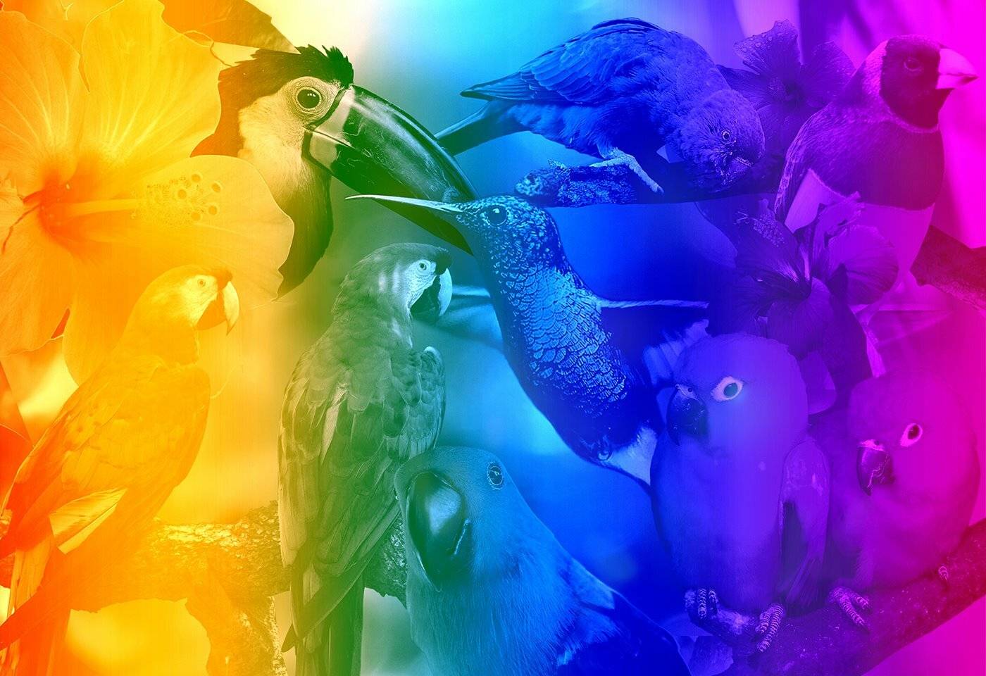 Eine lebendige Collage aus tropischen Vögeln, darunter Tukane und Papageien, mit einem Farbverlaufsfilter, der von Gelb zu Blau übergeht.