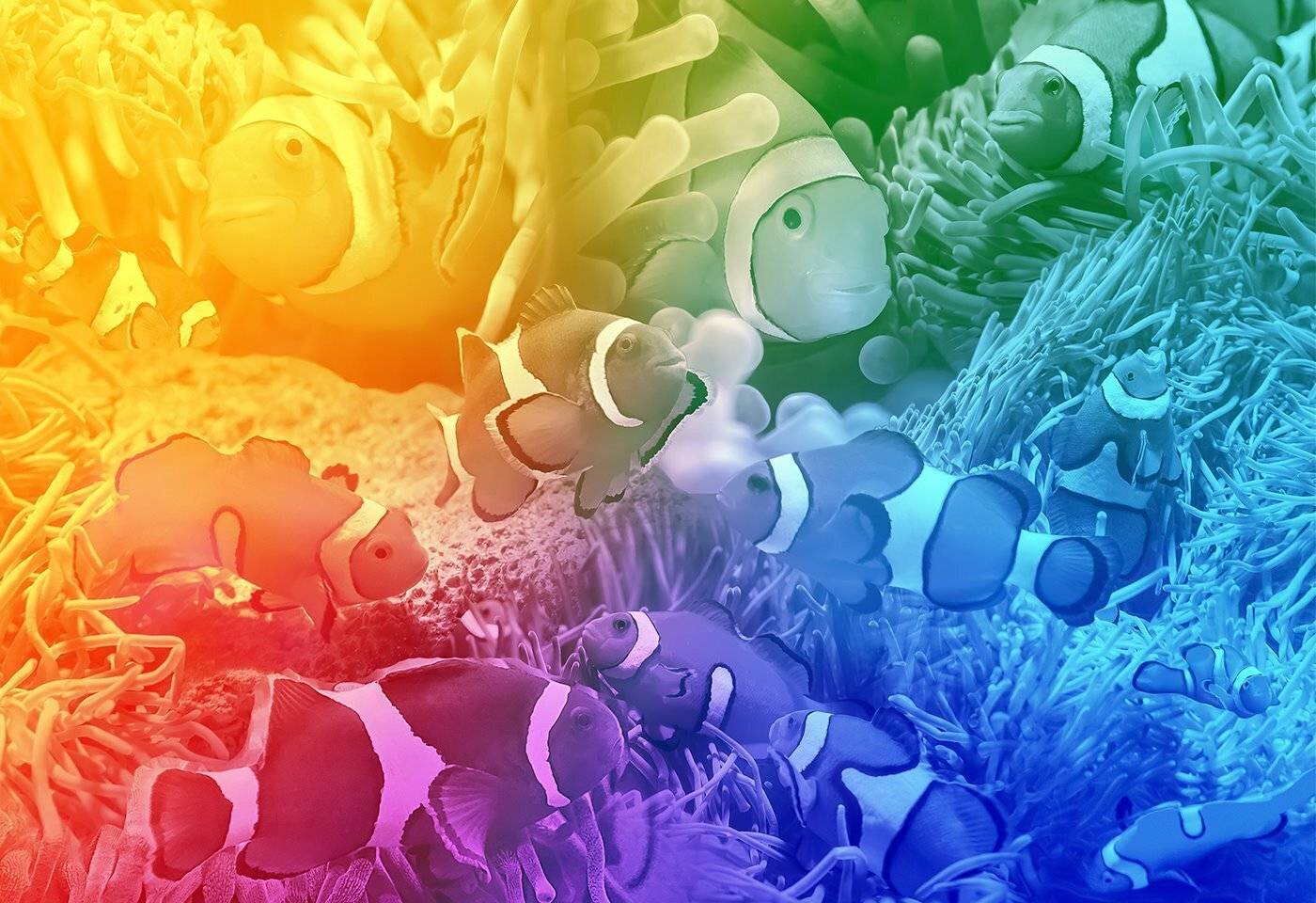 Clownfische schwimmen zwischen Anemonen, dargestellt mit einem Regenbogenverlauf-Effekt.