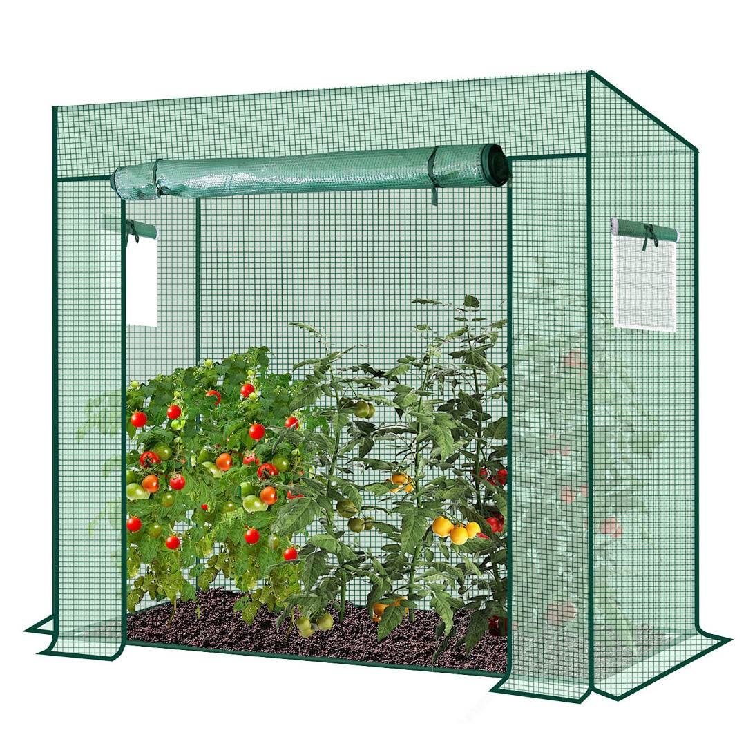 Ein kleines Gewächshaus mit einem grünen Gitterrahmen, mit Reihen von Tomatenpflanzen, die rote und gelbe Tomaten tragen, mit aufgerollten Klappfenstern.