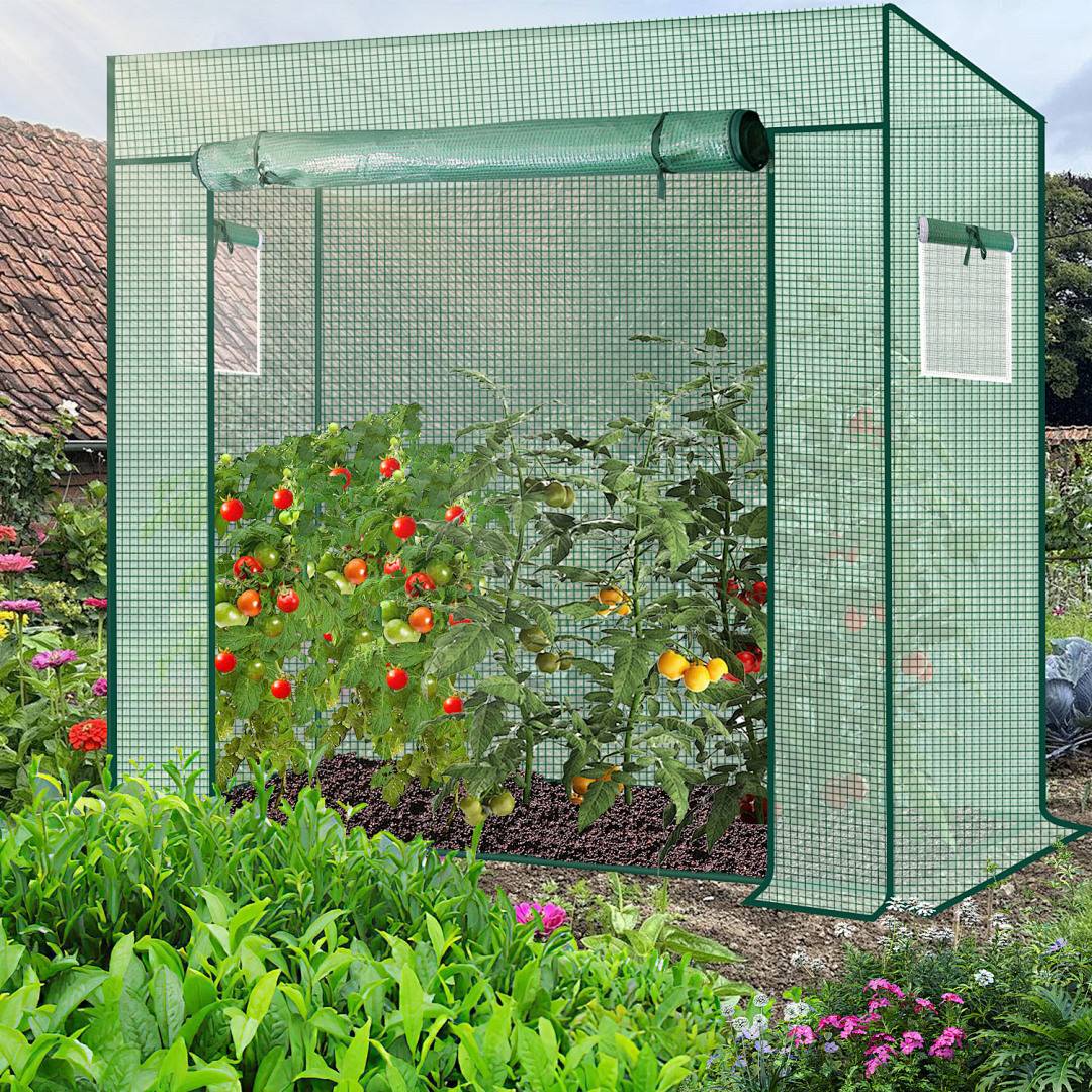 Ein Garten mit einem grünen Maschengewächshaus, das Tomatenpflanzen bedeckt, wobei rote und gelbe Tomaten zu sehen sind. Ein Dach und Grünanlagen sind im Hintergrund zu erkennen.