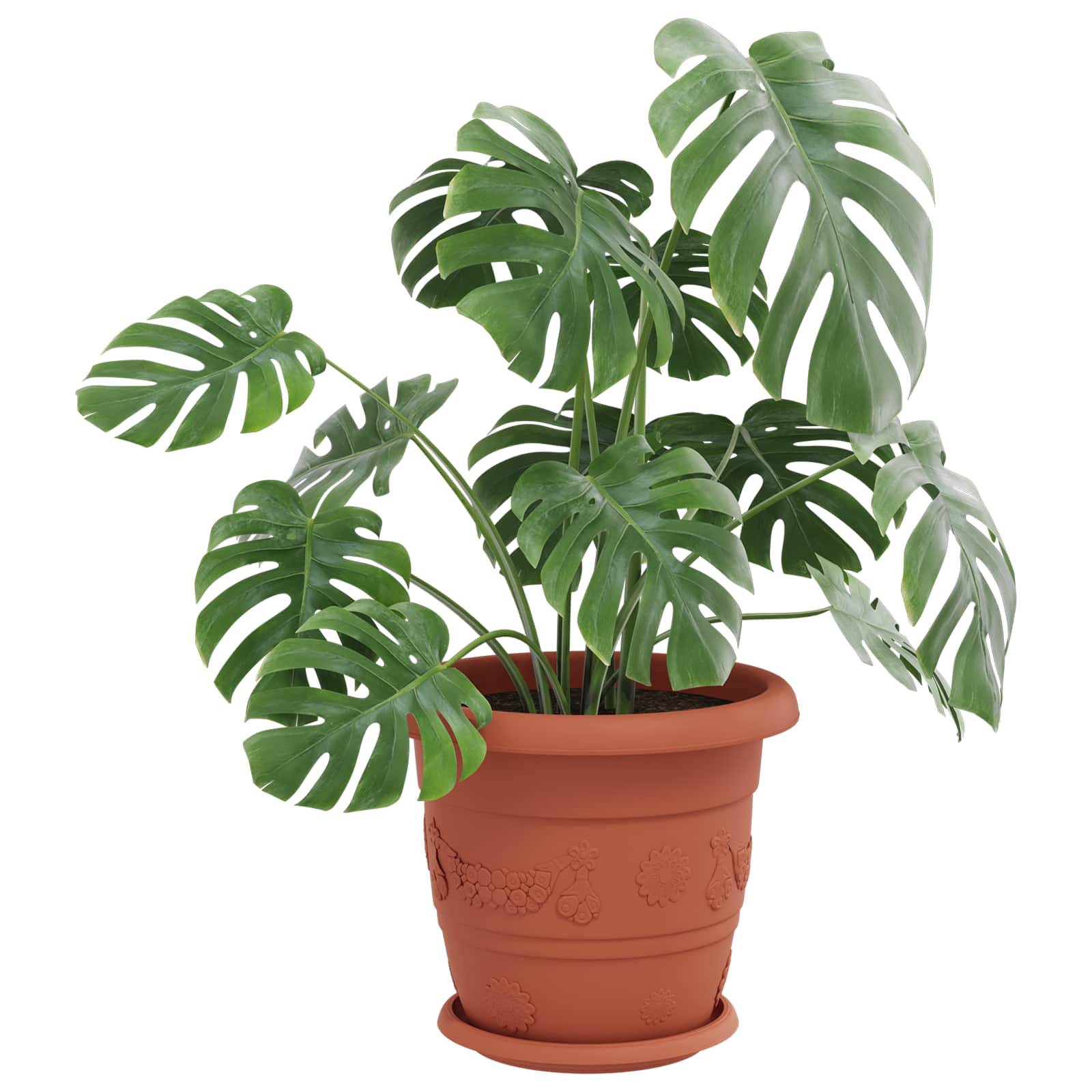 Eine große Monstera-Pflanze mit breiten, dunkelgrünen, gespaltenen Blättern sitzt in einem dekorativen, terrakottafarbenen Topf vor einem einfachen Hintergrund.