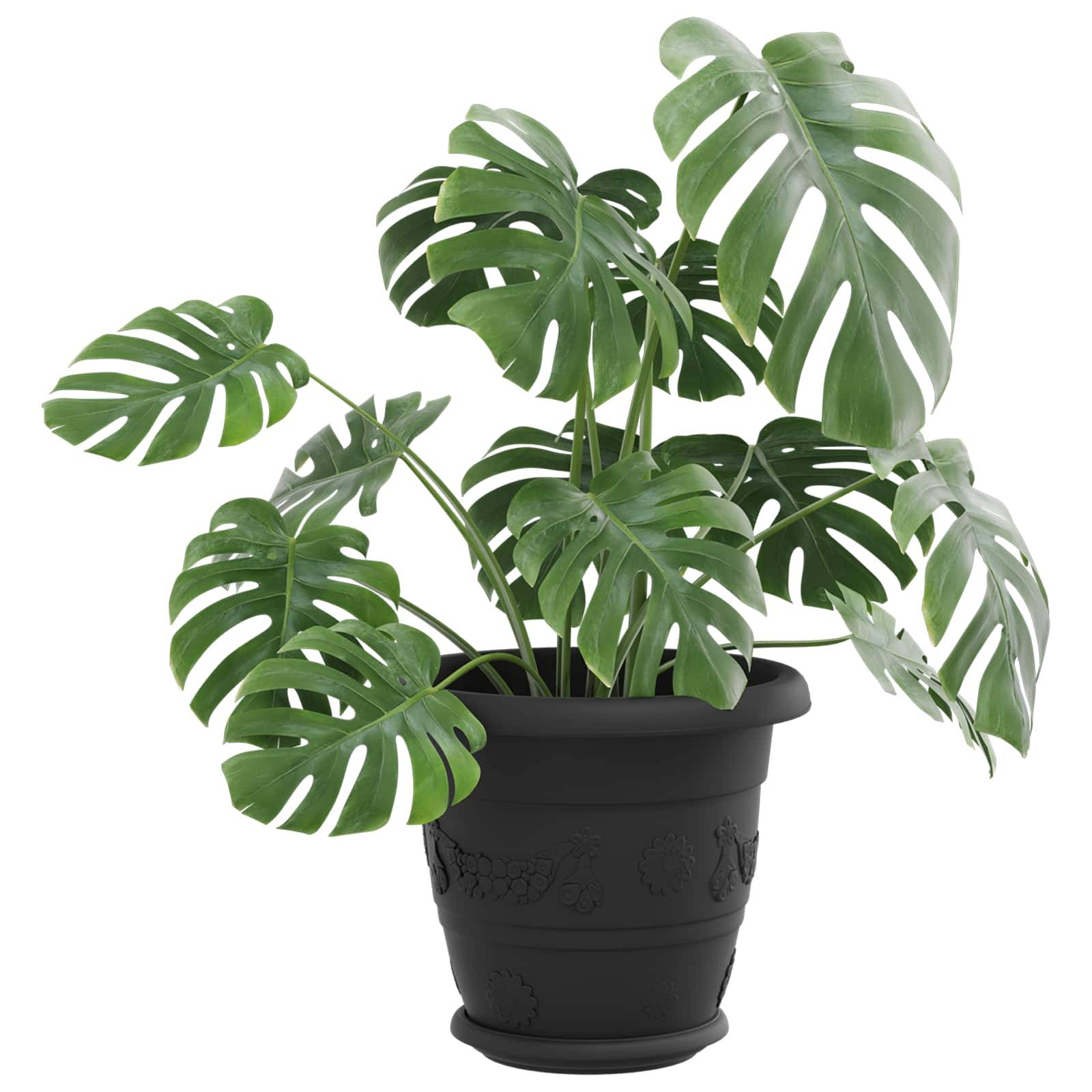 Eine getopfte Monstera-Pflanze mit glänzenden, gespaltenen Blättern steht in einem schwarzen Ziertopf.