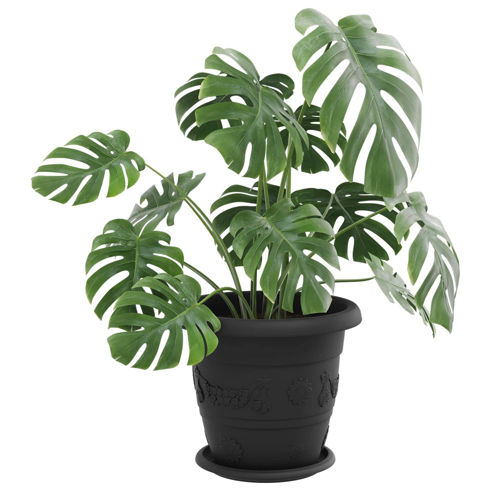 Eine Monstera-Pflanze in einem schwarzen Topf mit großen, perforierten Blättern, die ihr üppiges grünes Laub zur Schau stellt.