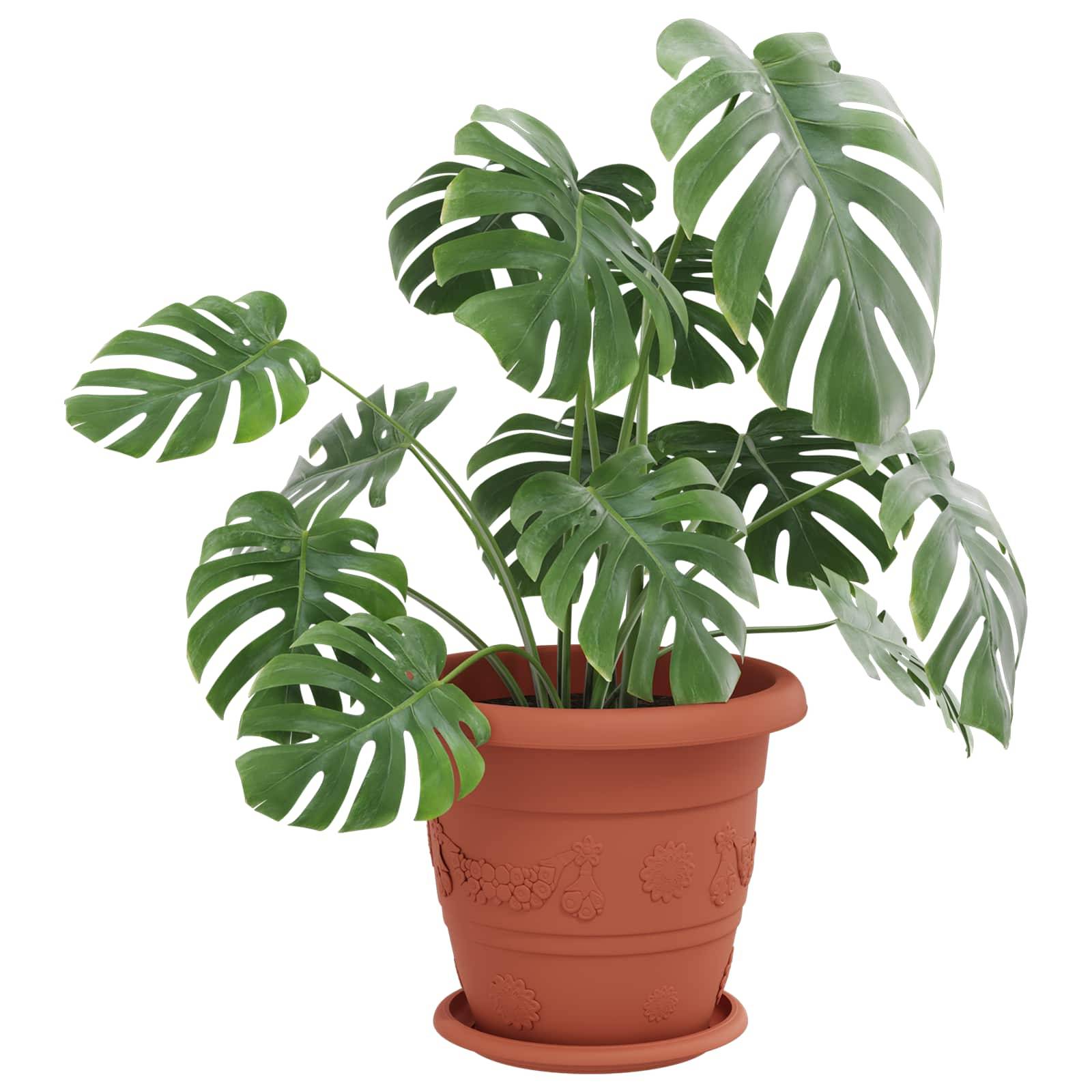 Eine üppige Monstera-Pflanze in einem Terrakotta-Topf mit geprägten Verzierungsmustern, die große, glänzende Blätter mit natürlichen Spalten zeigt.